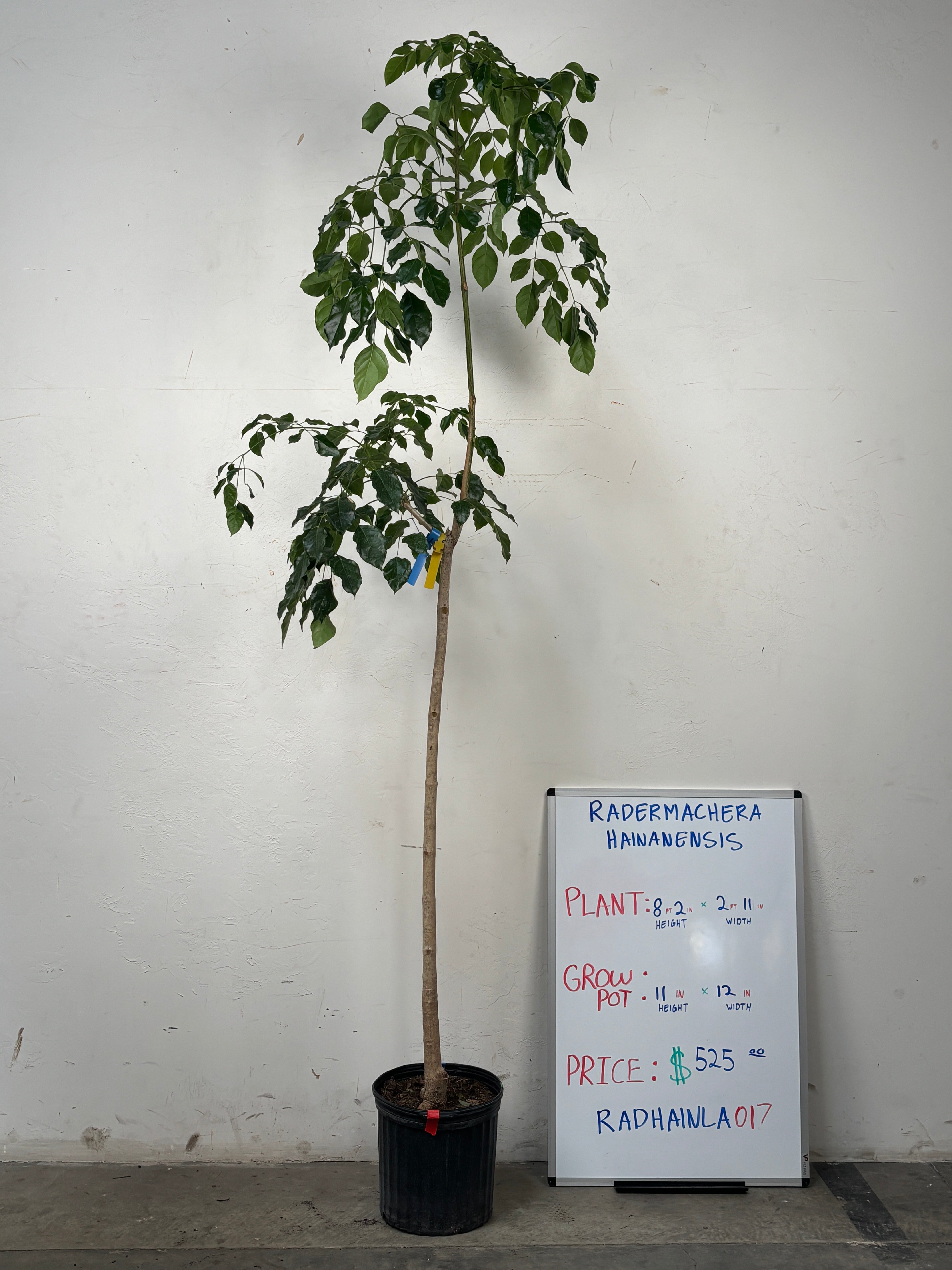 Radermachera Hainanensis RADHAINLA0I7