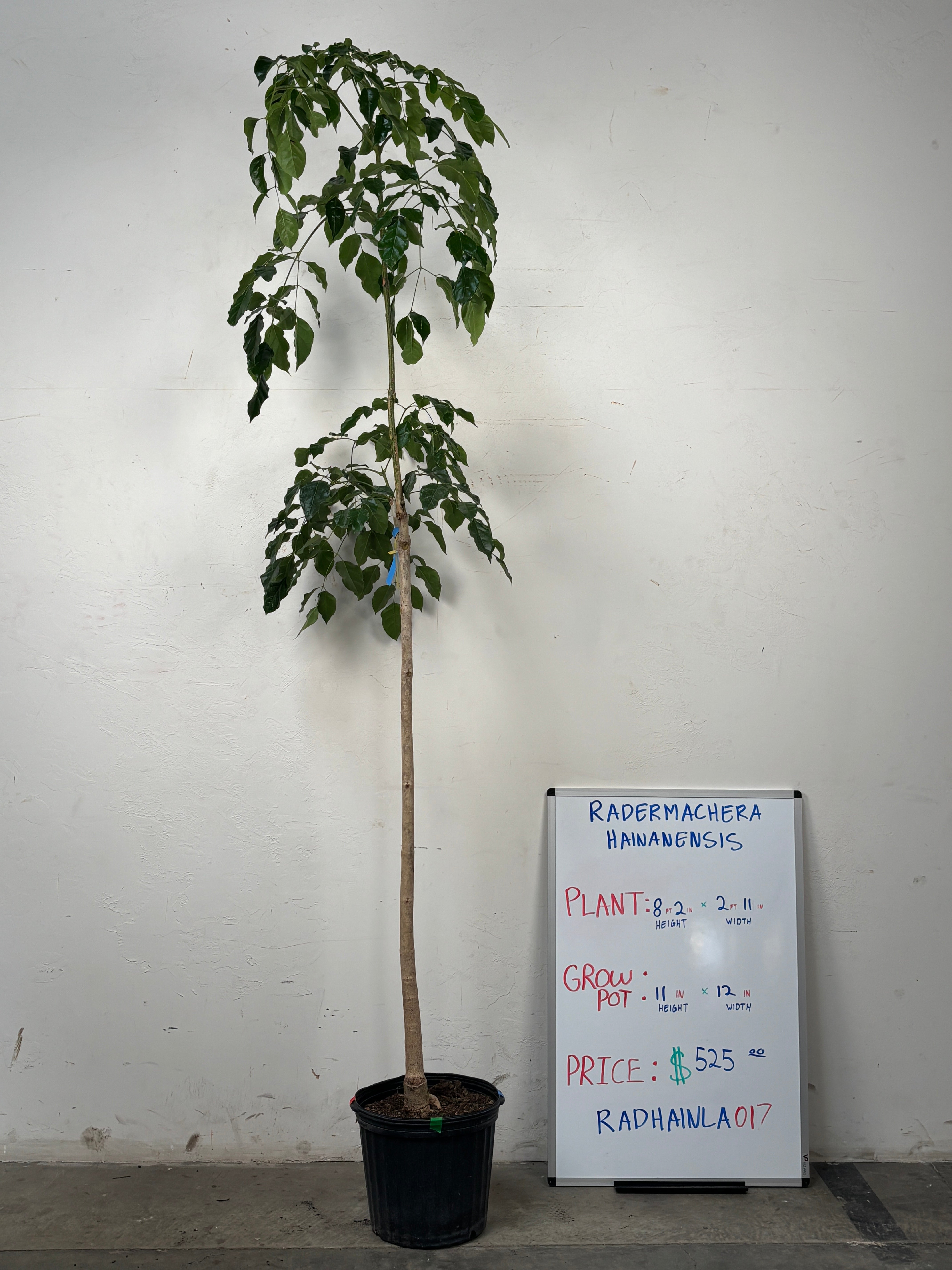 Radermachera Hainanensis RADHAINLA0I7