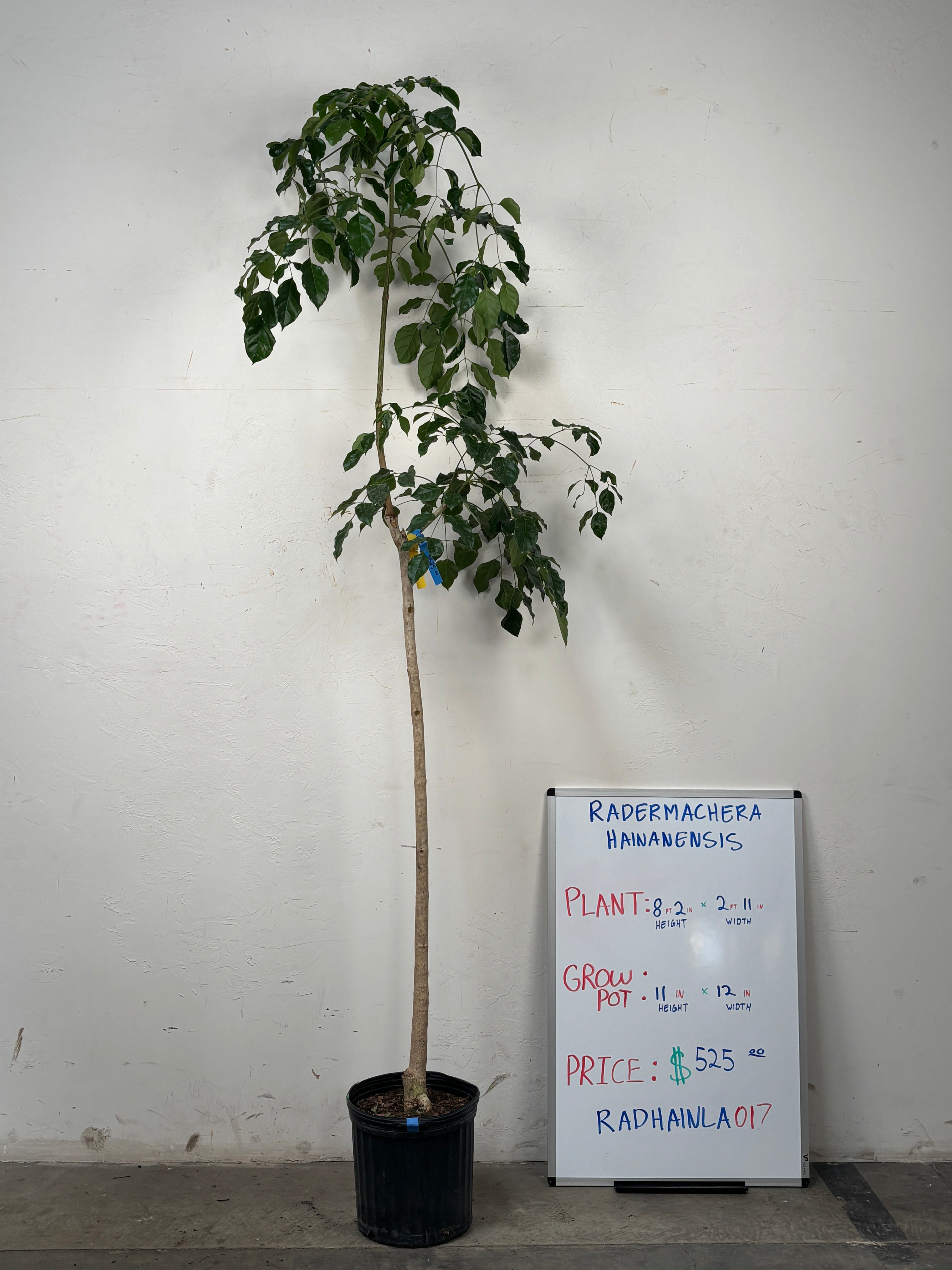 Radermachera Hainanensis RADHAINLA0I7