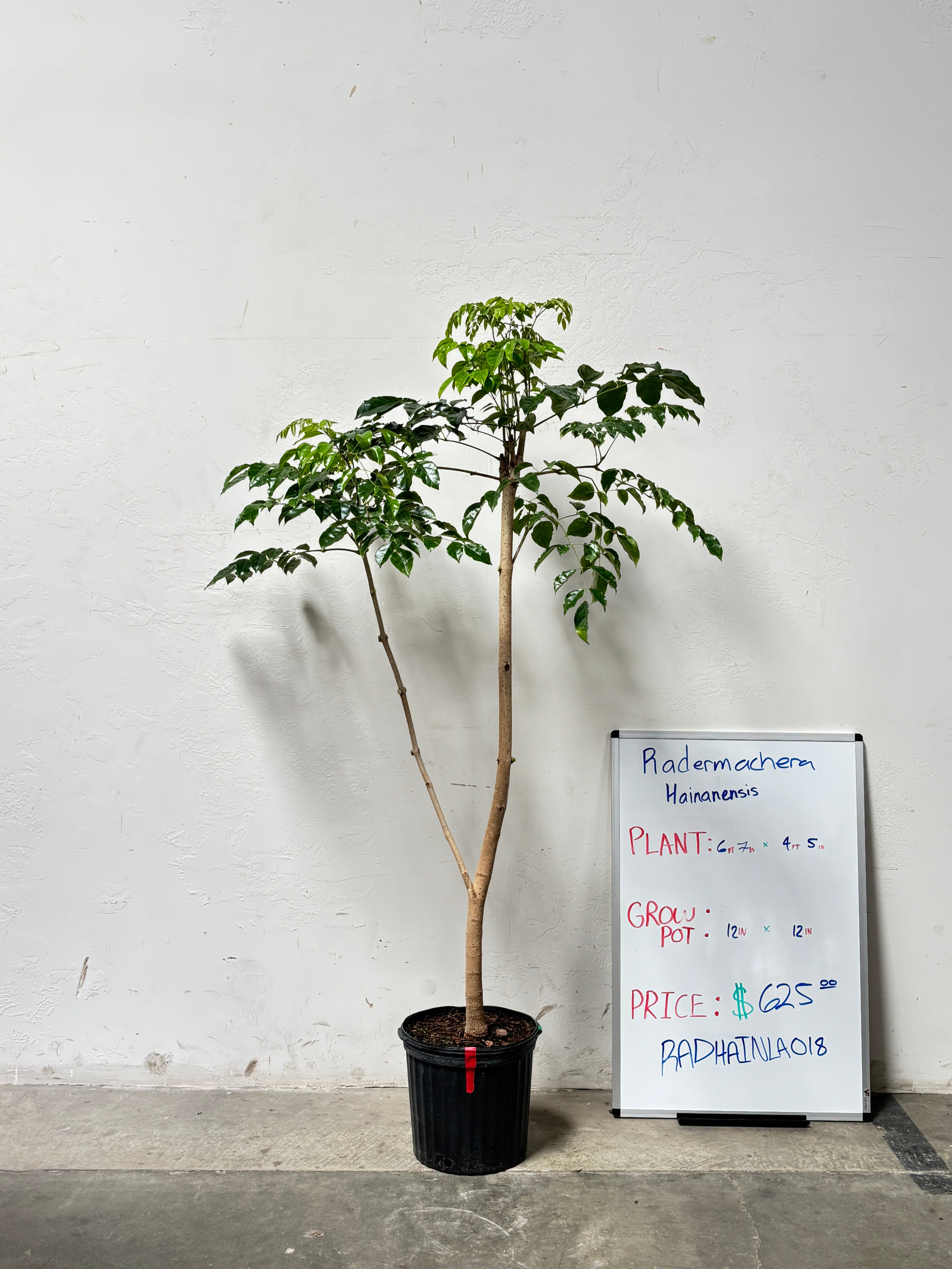 Radermachera Hainanensis RADHAINLA0I8