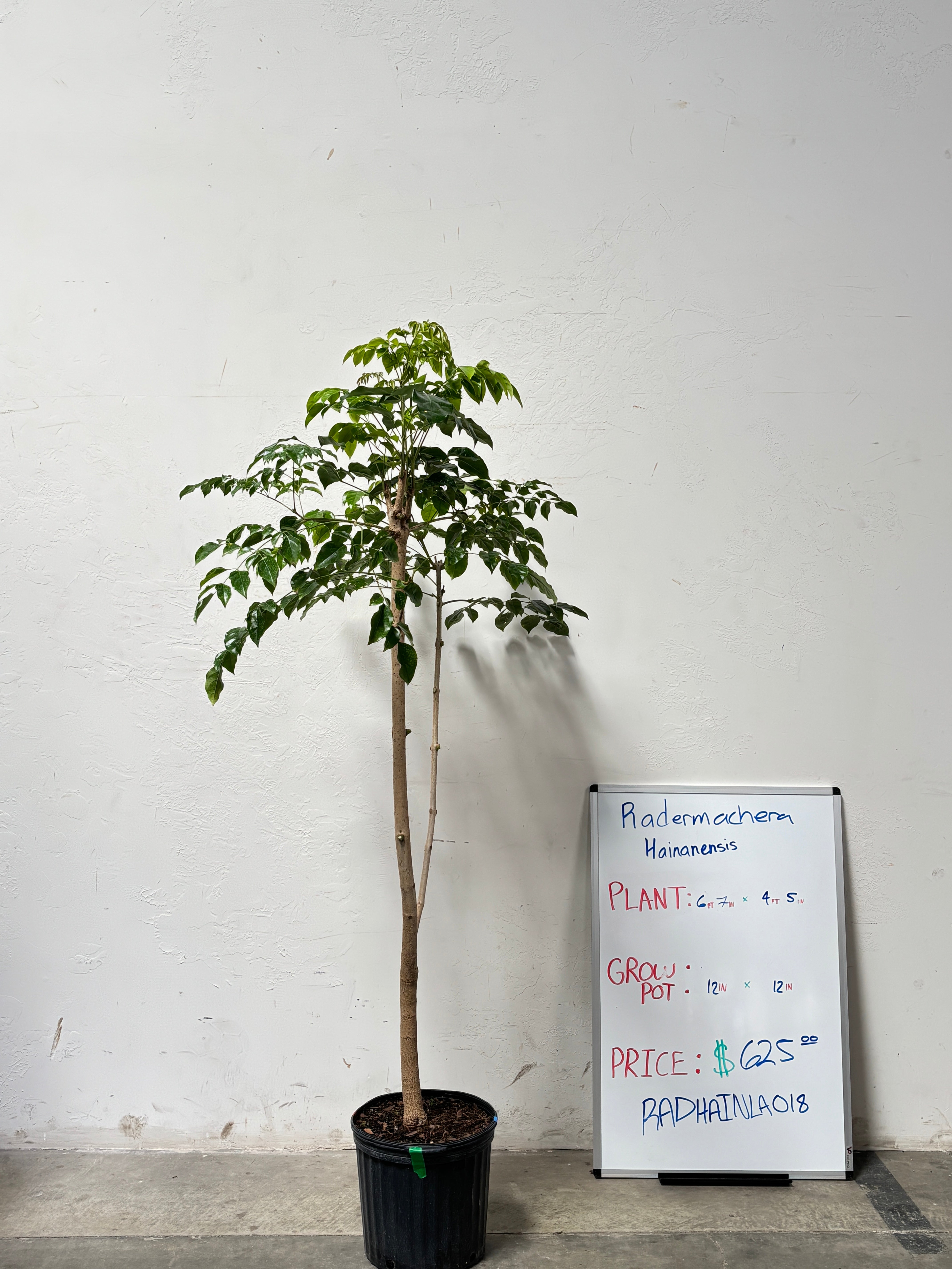 Radermachera Hainanensis RADHAINLA0I8