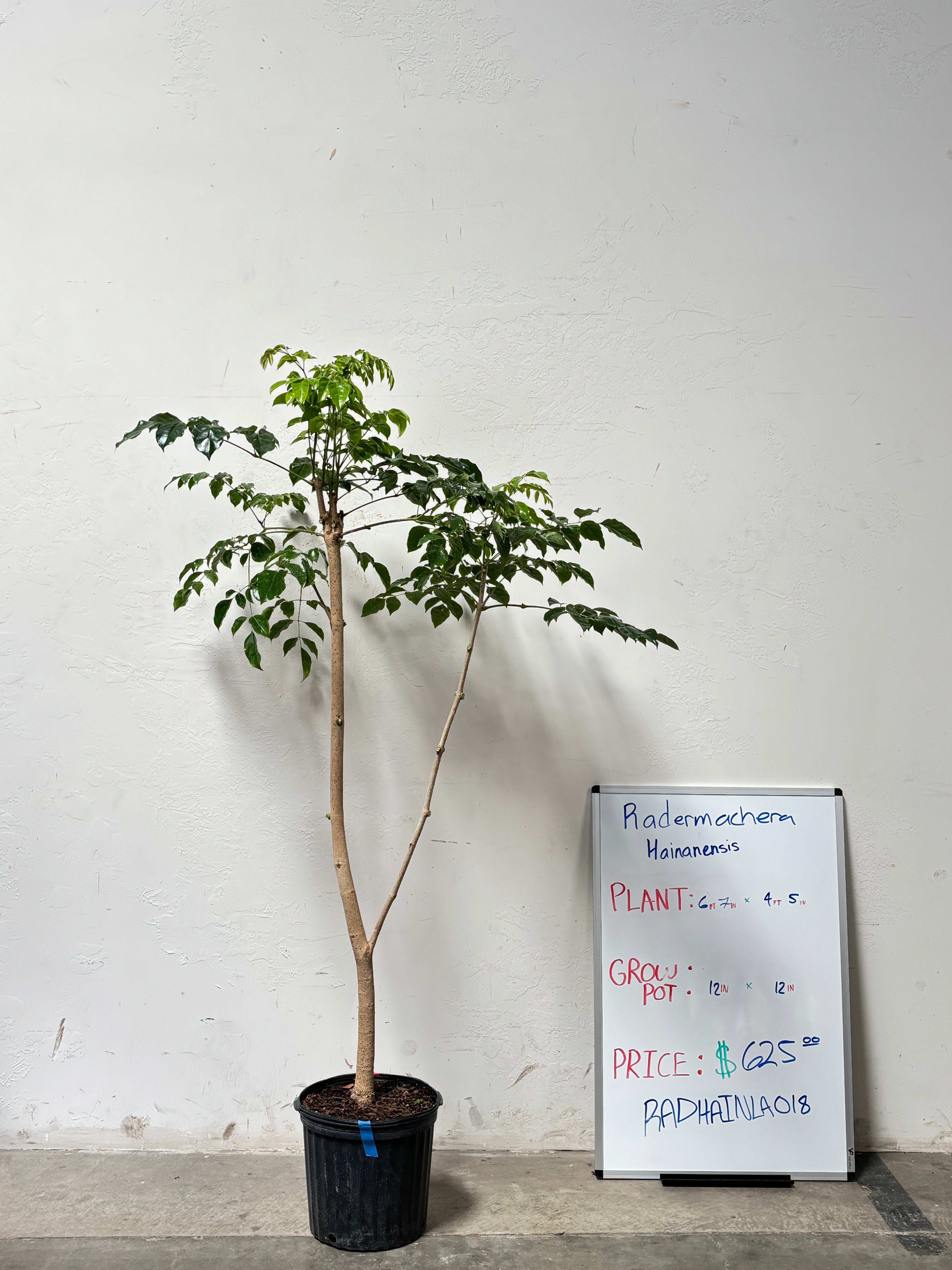 Radermachera Hainanensis RADHAINLA0I8