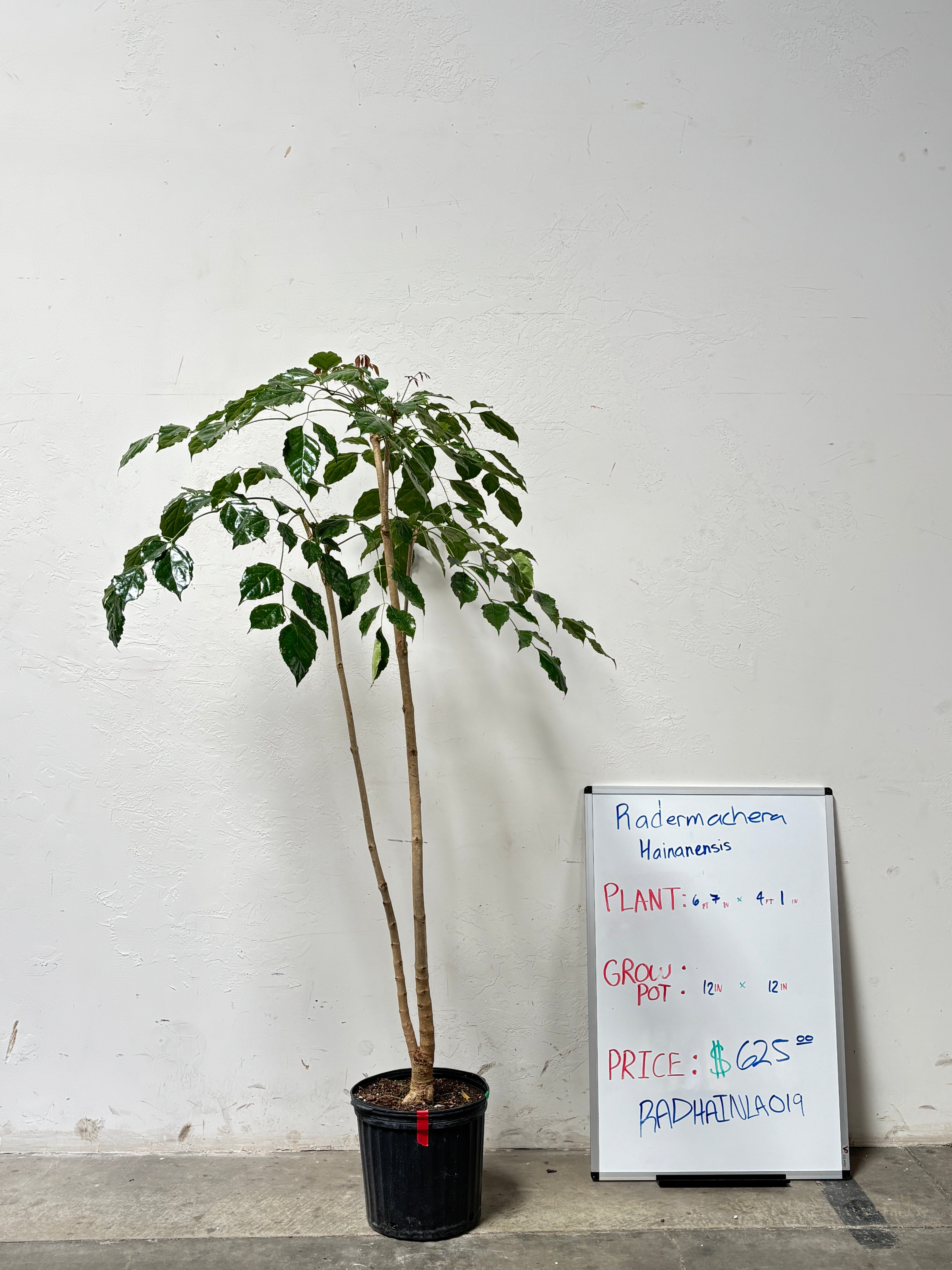 Radermachera Hainanensis RADHAINLA0I9