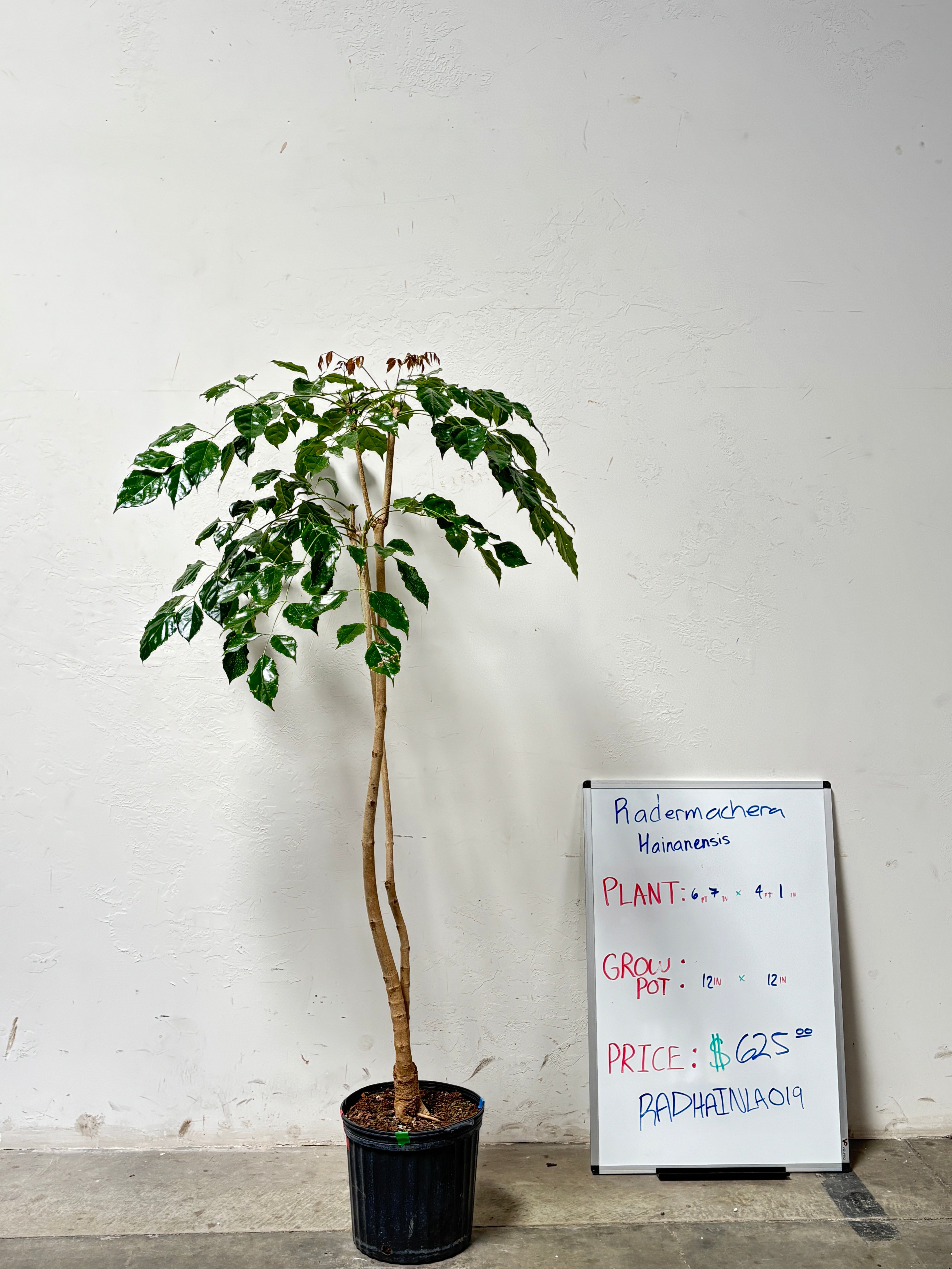 Radermachera Hainanensis RADHAINLA0I9