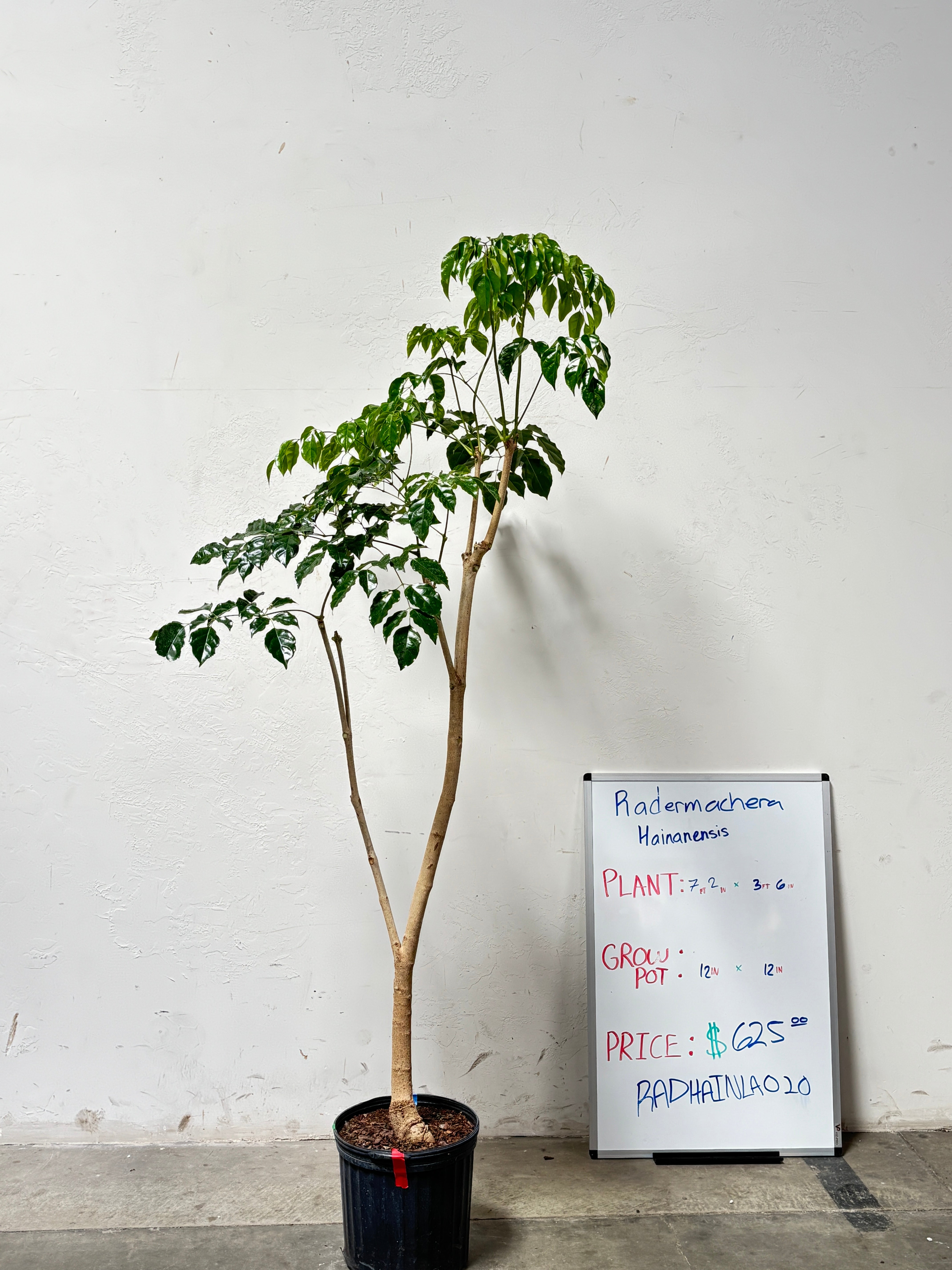 Radermachera Hainanensis RADHAINLA020