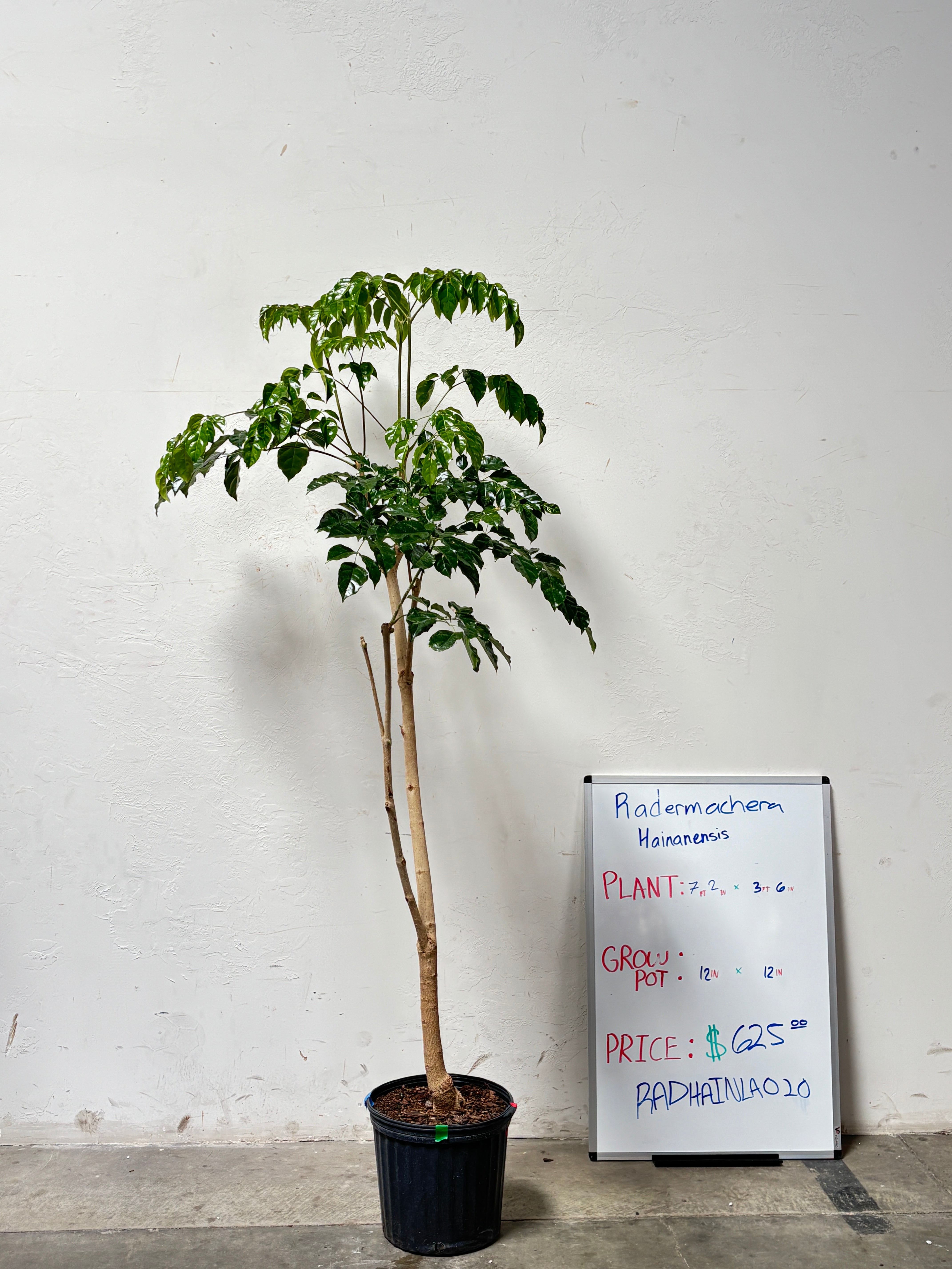Radermachera Hainanensis RADHAINLA020