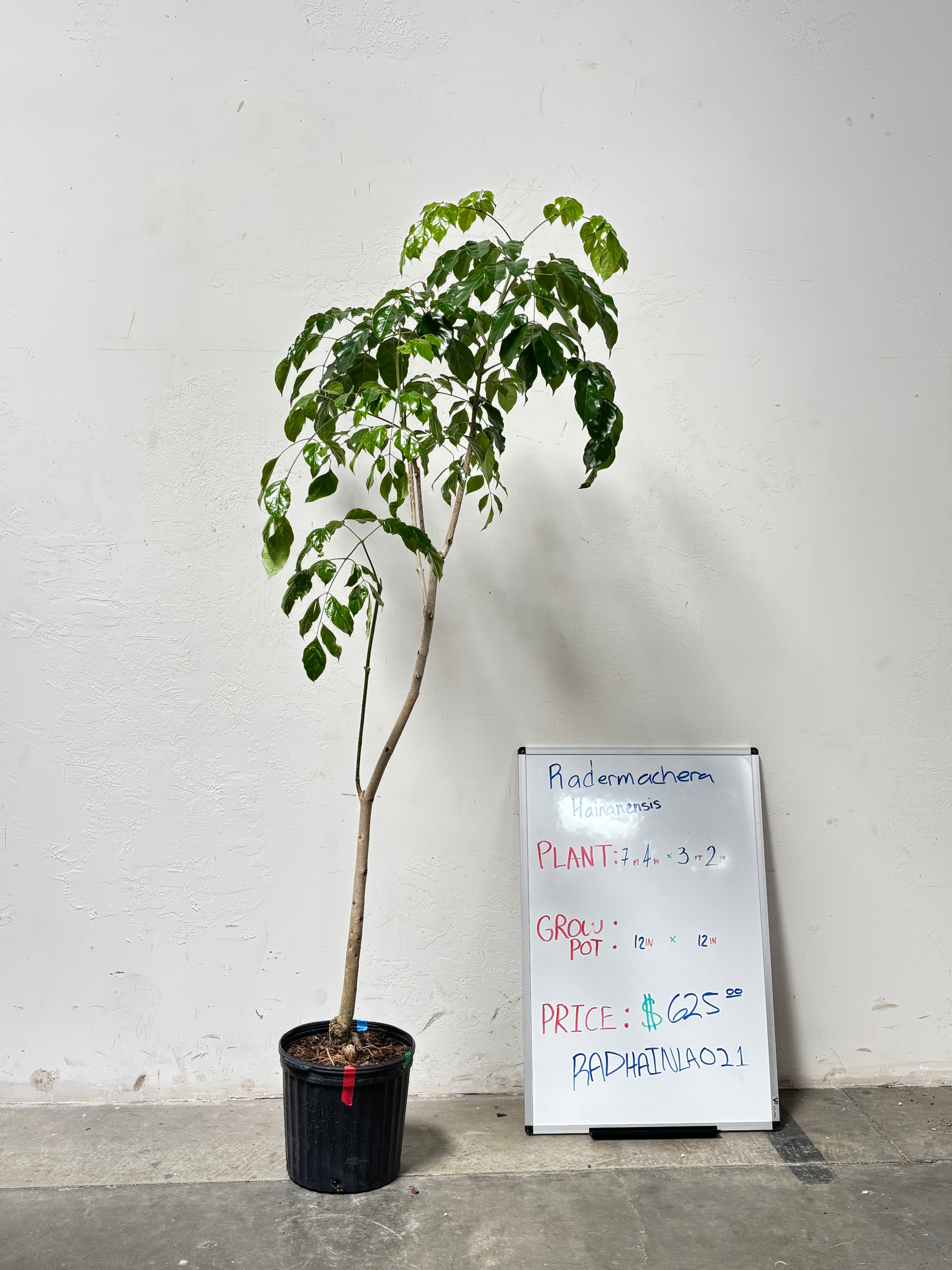 Radermachera Hainanensis RADHAINLA021