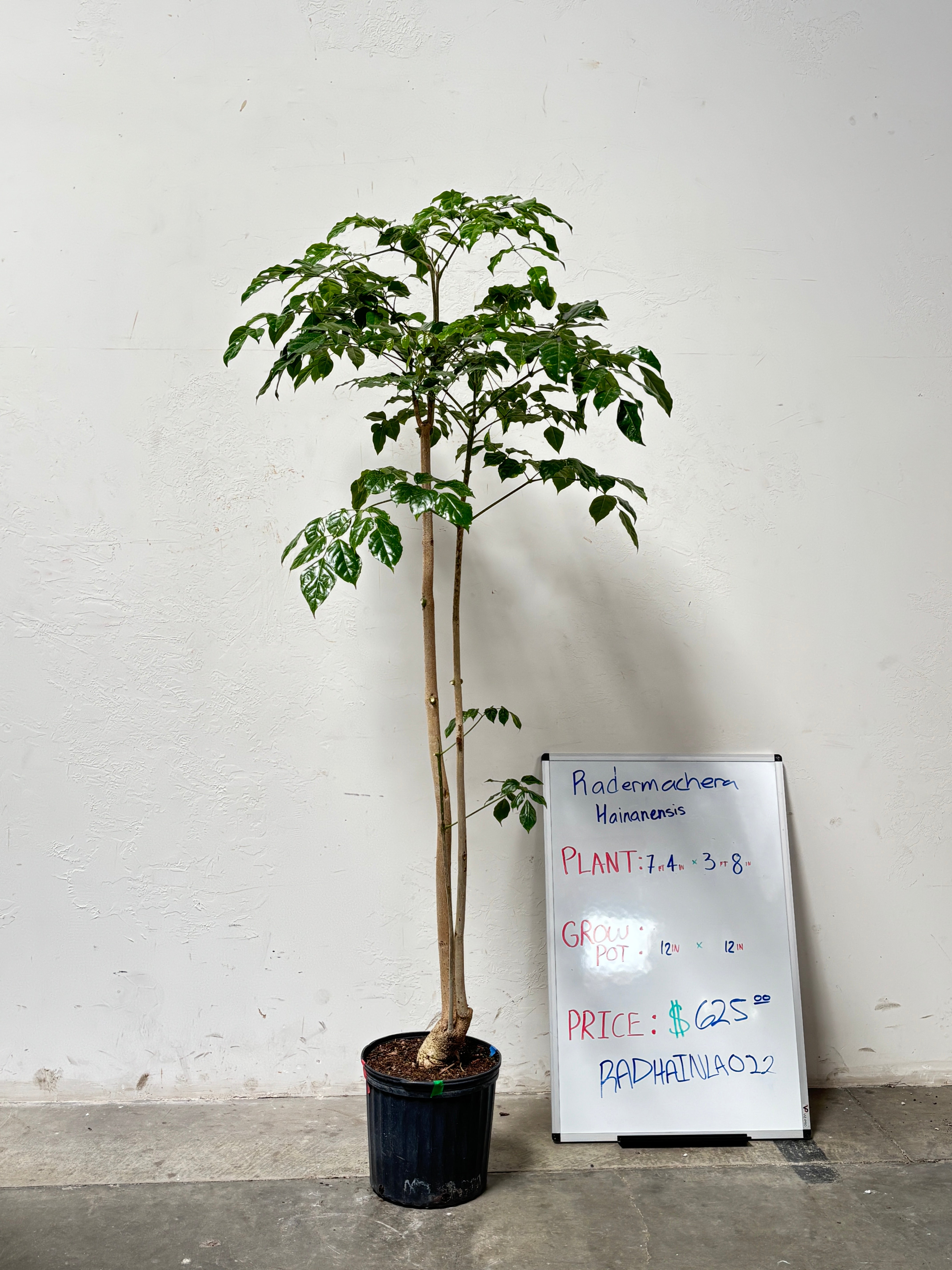 Radermachera Hainanensis RADHAINLA022