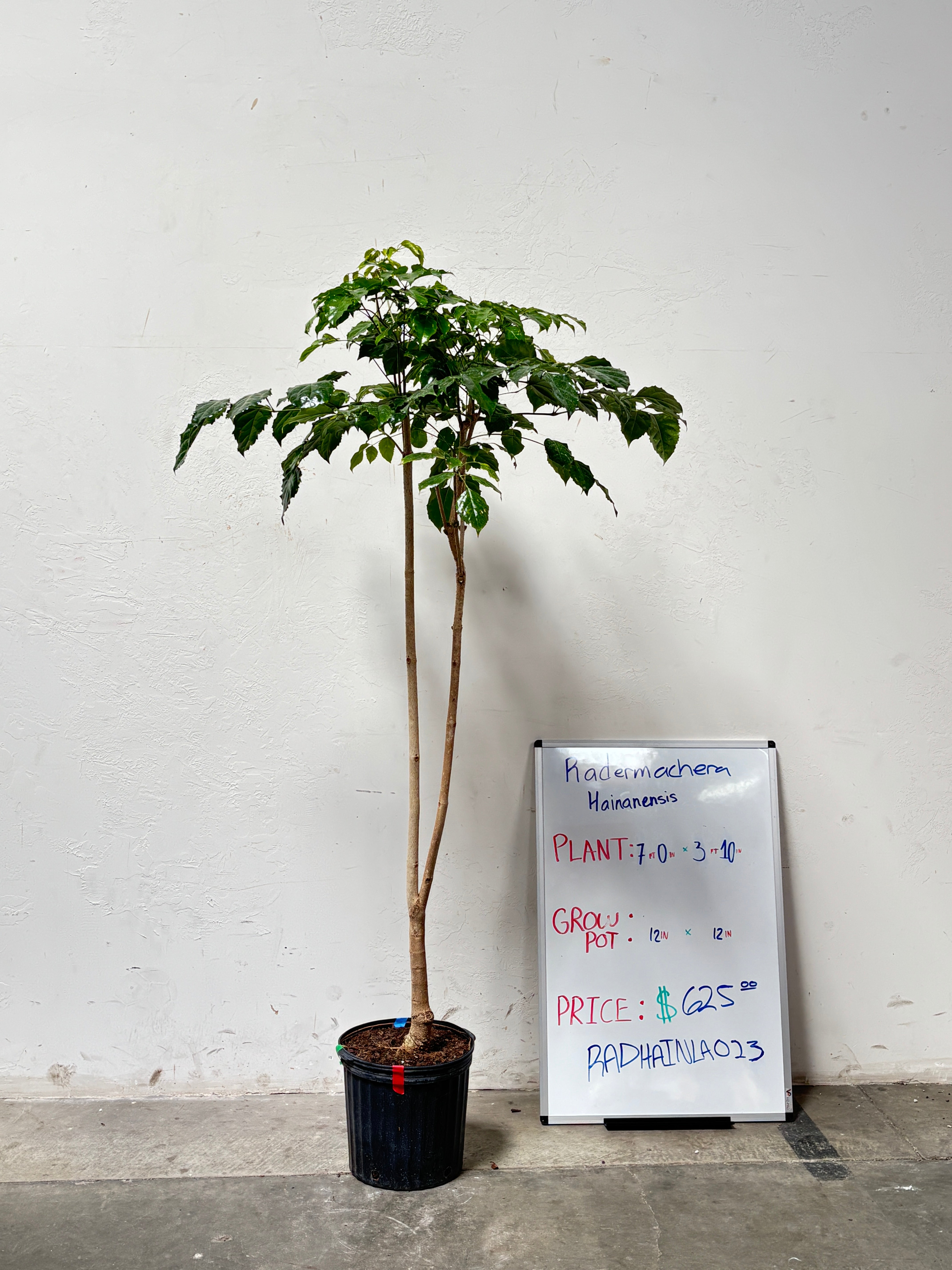 Radermachera Hainanensis RADHAINLA023