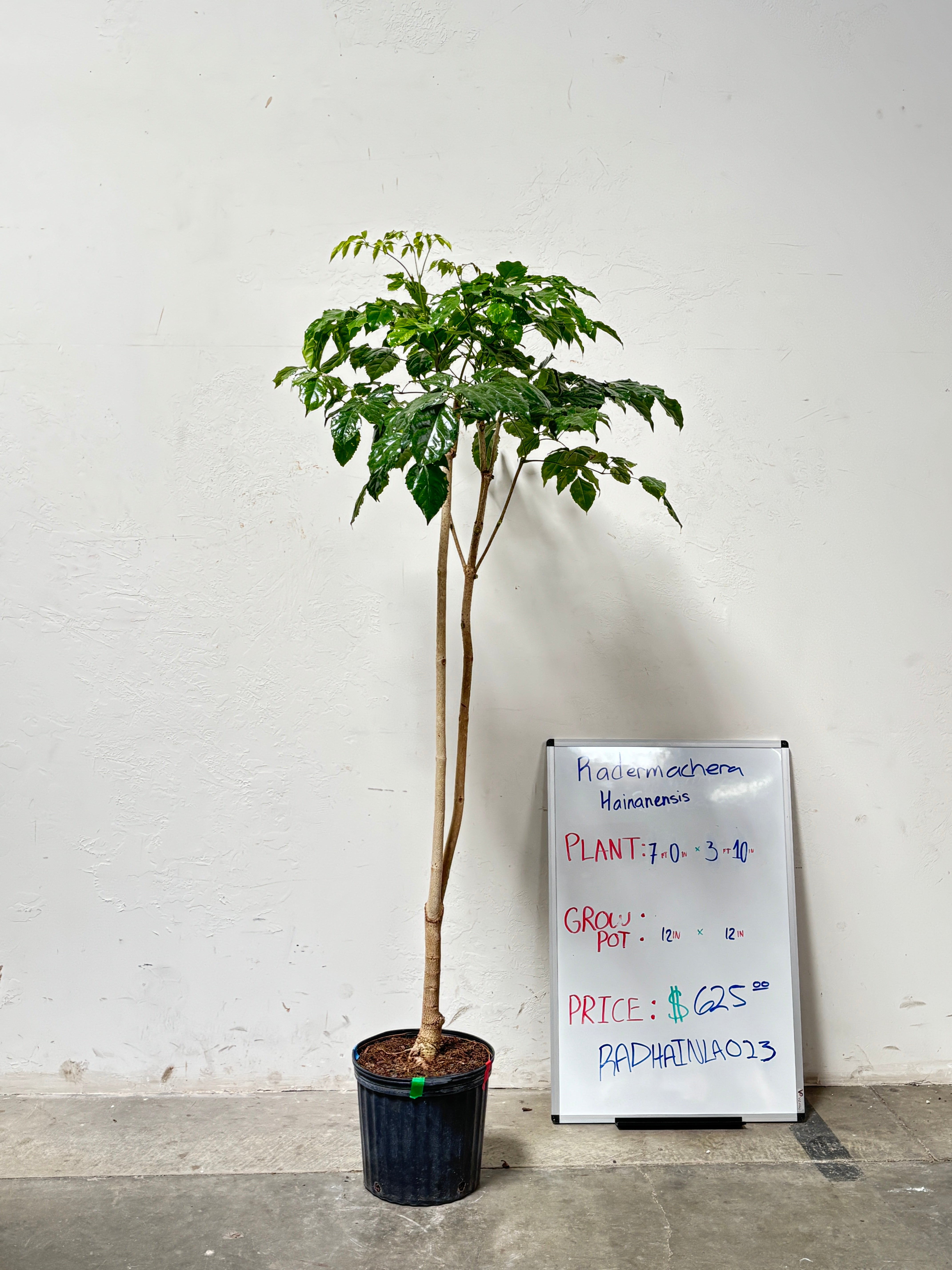 Radermachera Hainanensis RADHAINLA023