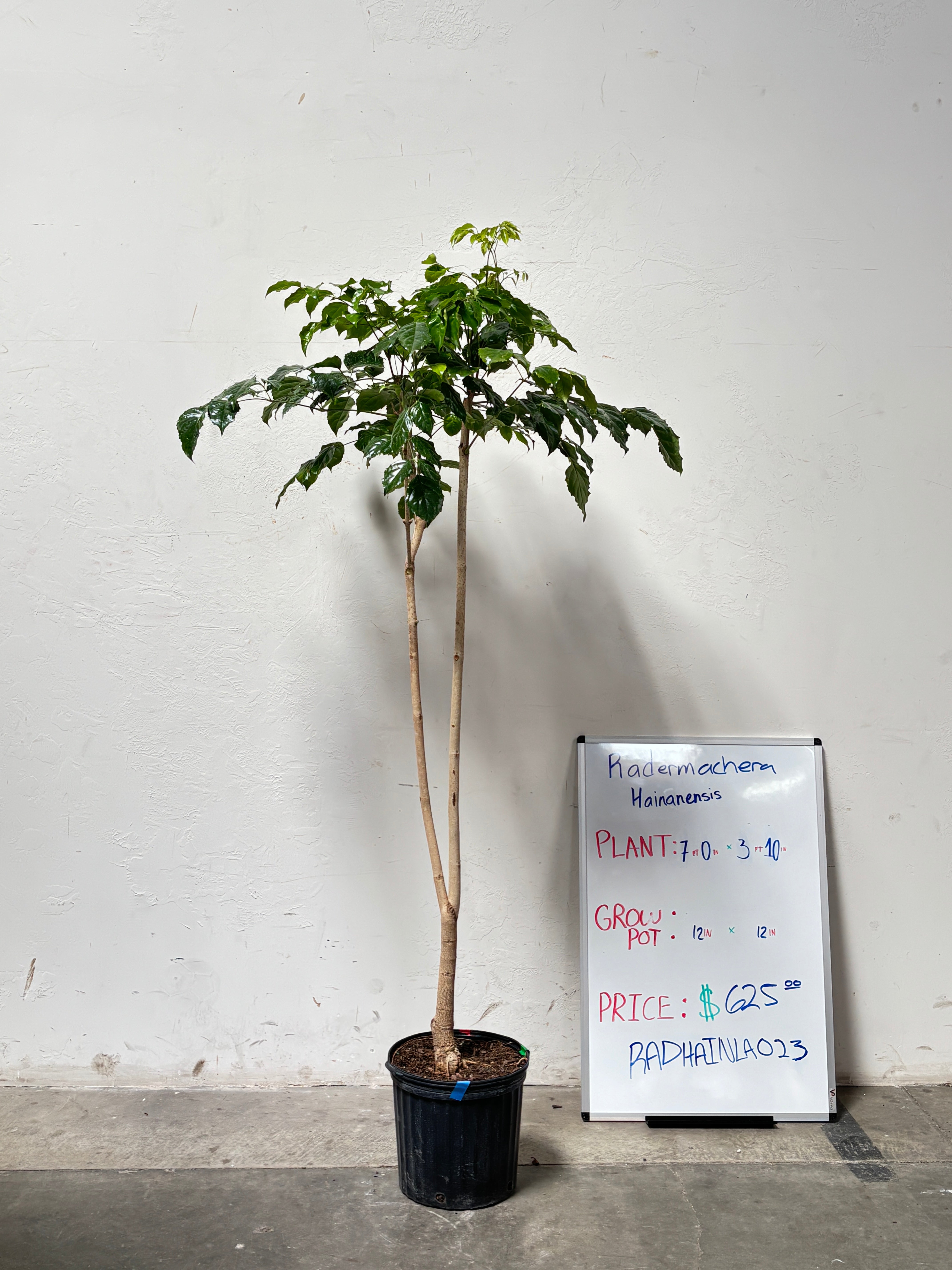 Radermachera Hainanensis RADHAINLA023