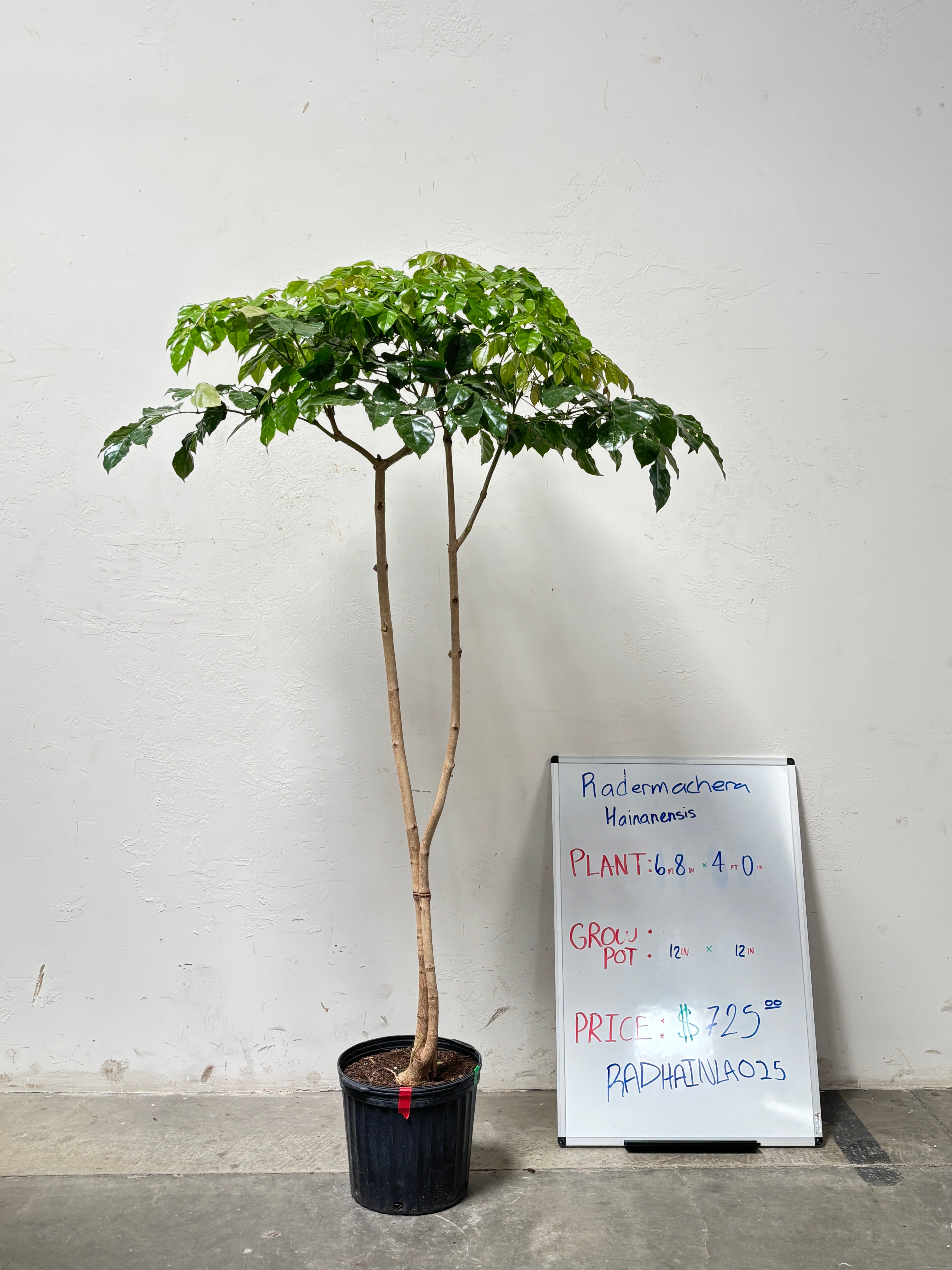 Radermachera Hainanensis RADHAINLA025