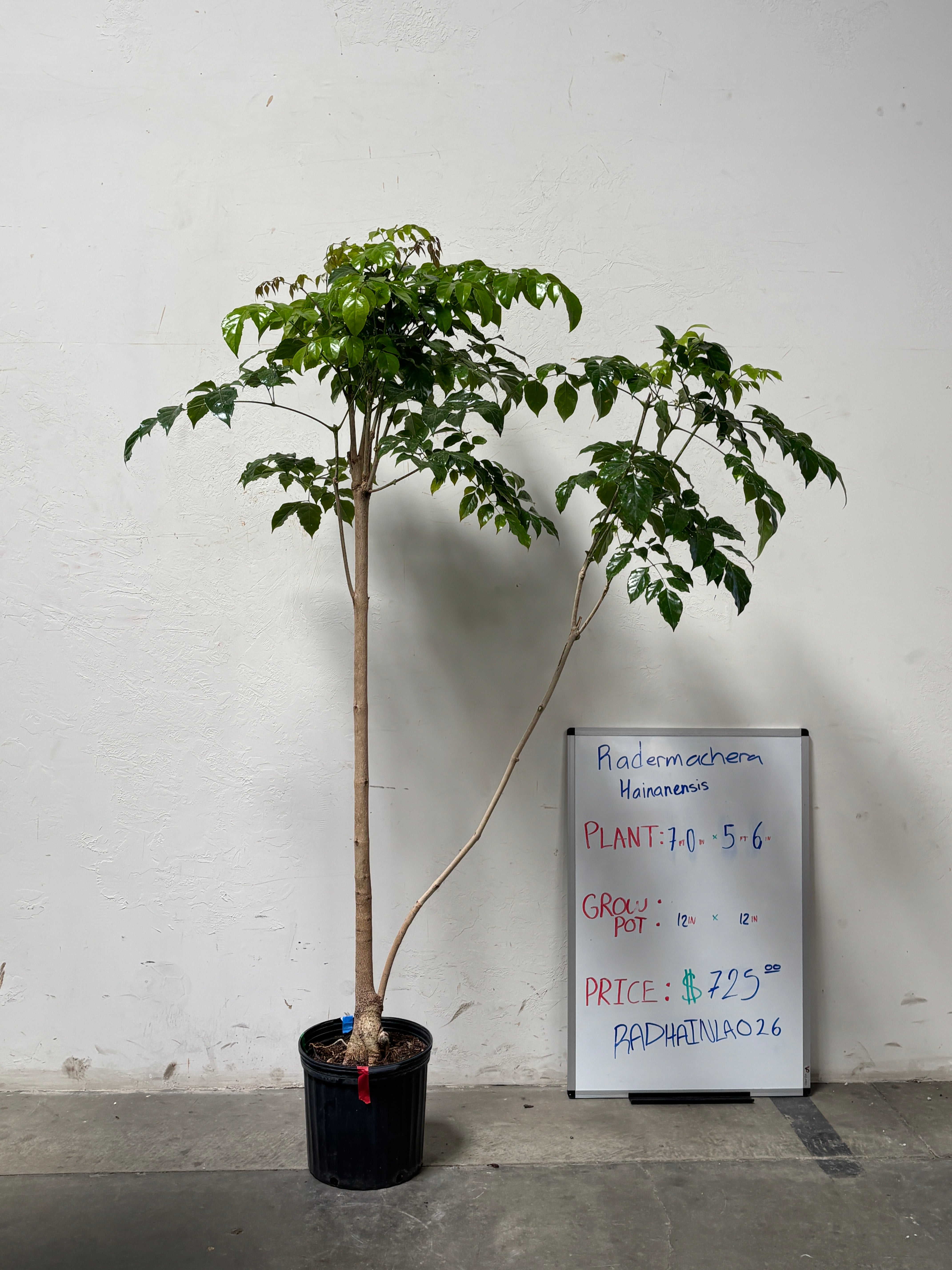 Radermachera Hainanensis RADHAINLA026