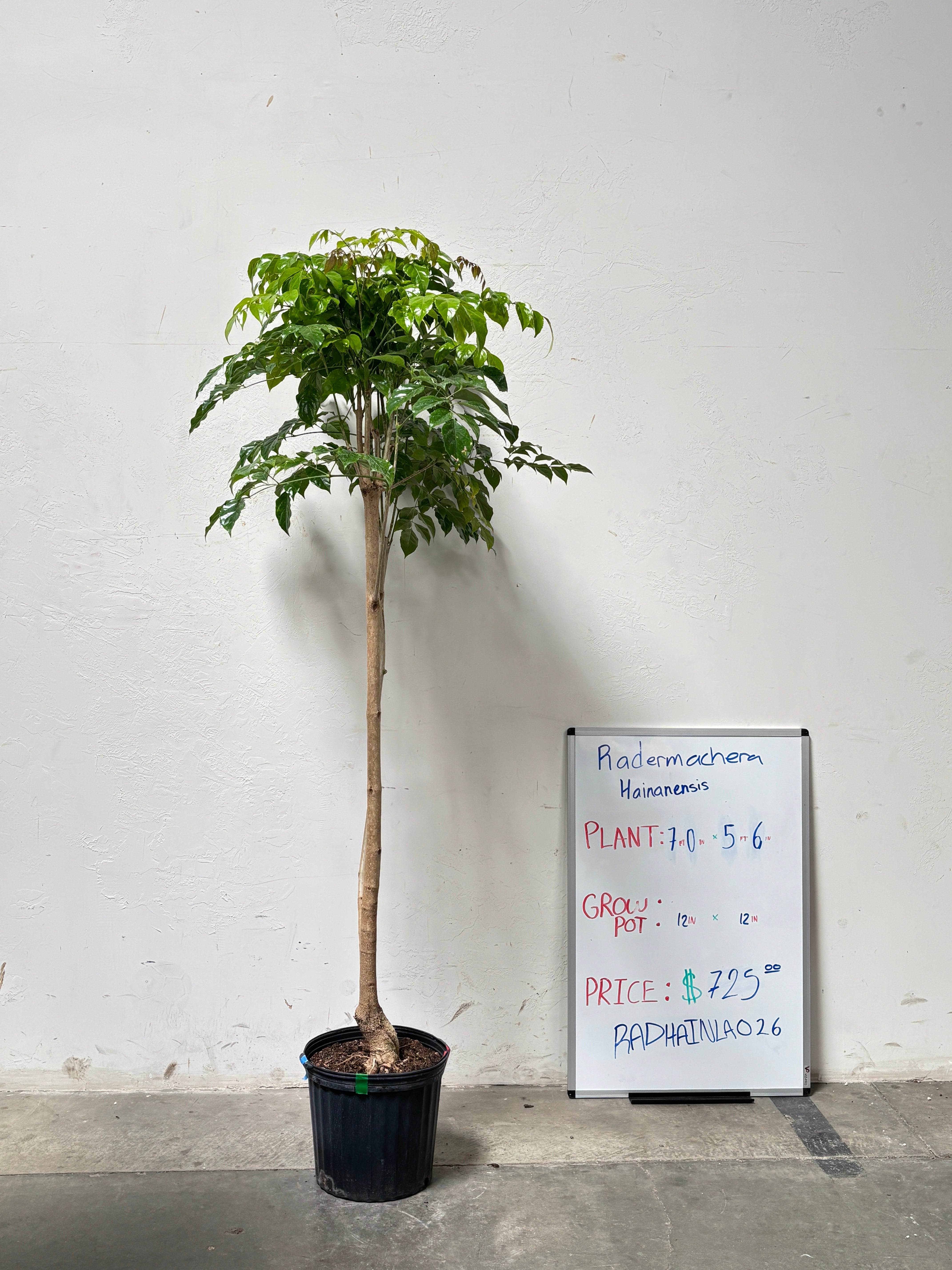 Radermachera Hainanensis RADHAINLA026