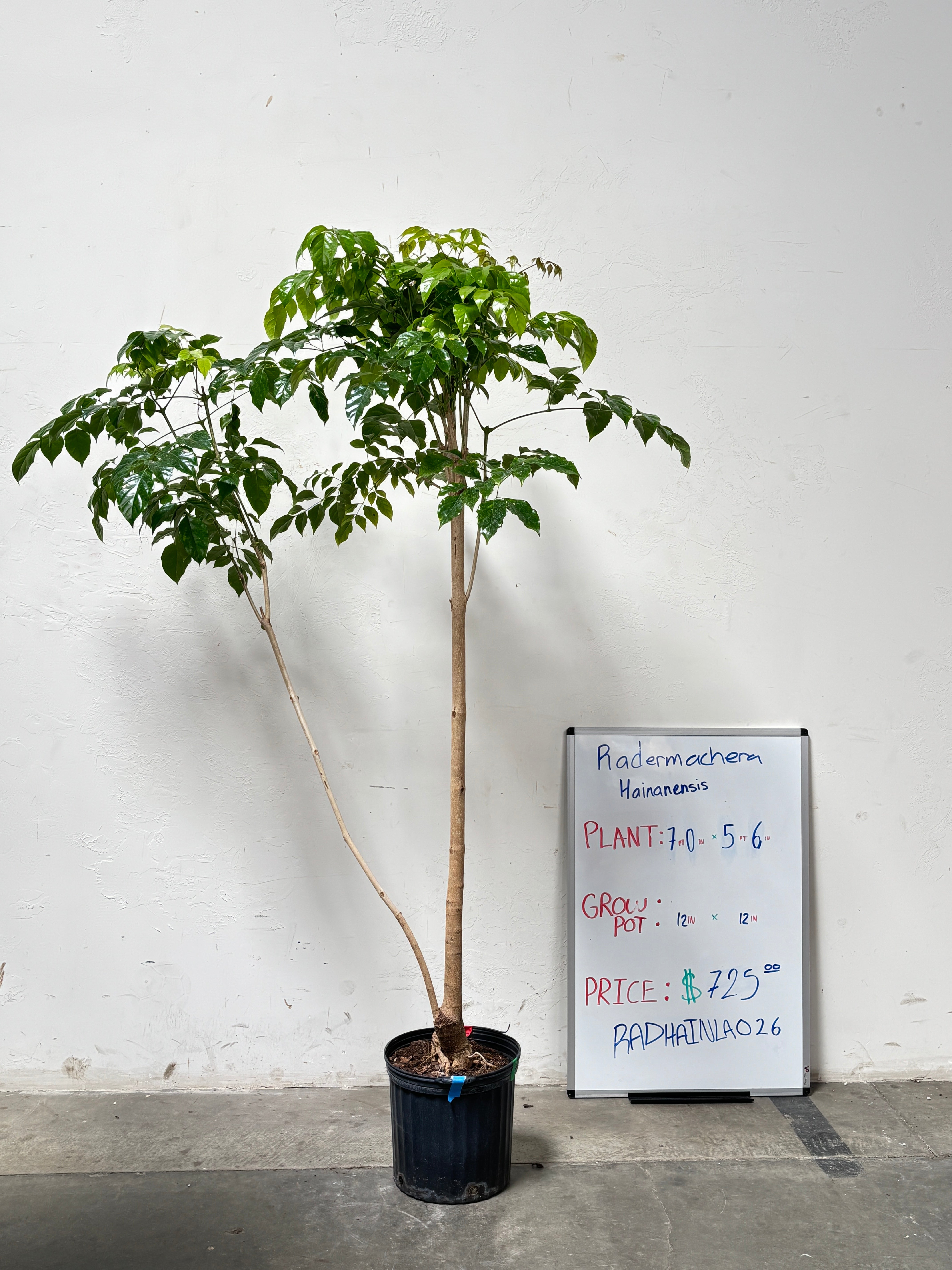 Radermachera Hainanensis RADHAINLA026