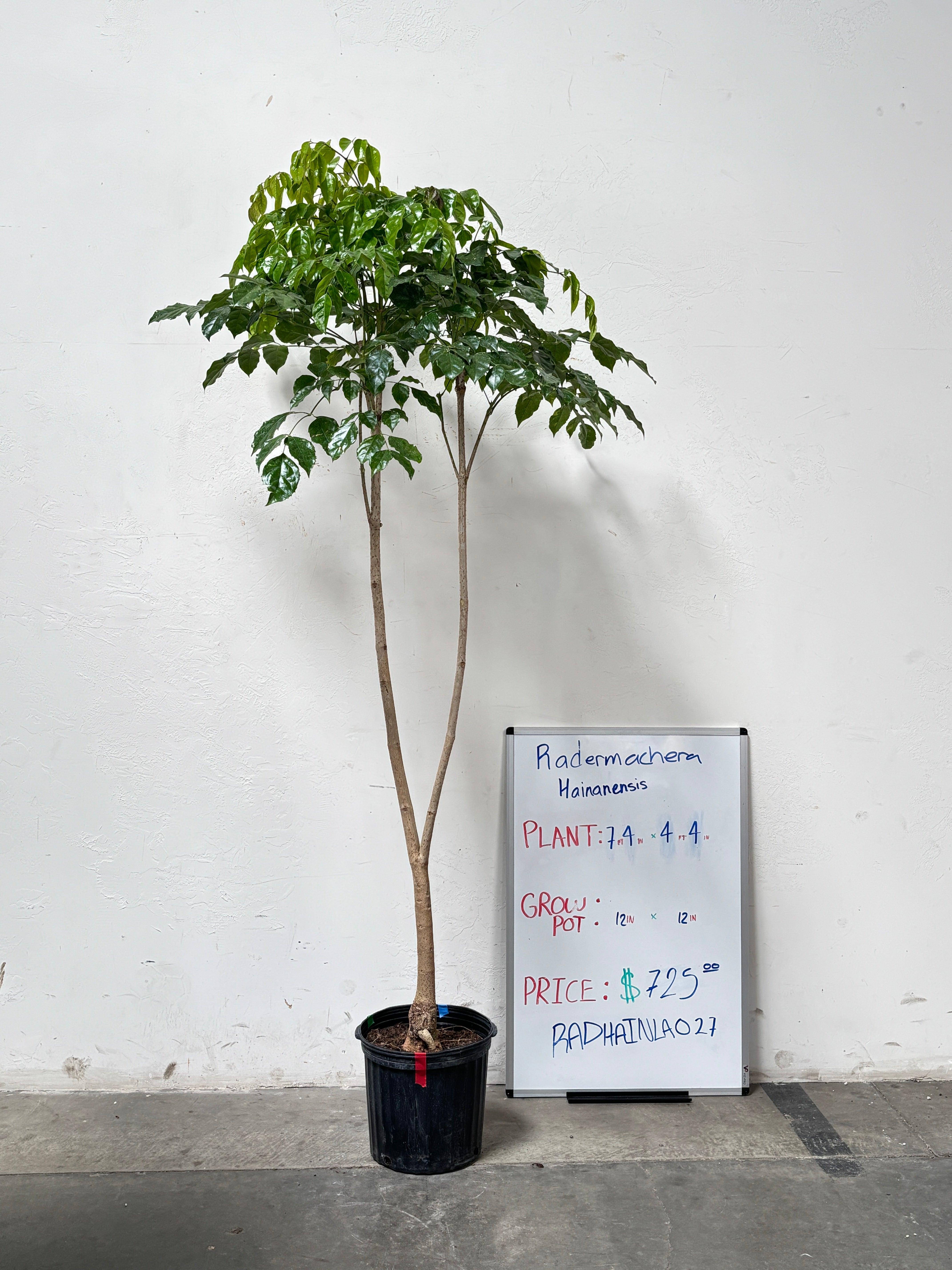 Radermachera Hainanensis RADHAINLA028