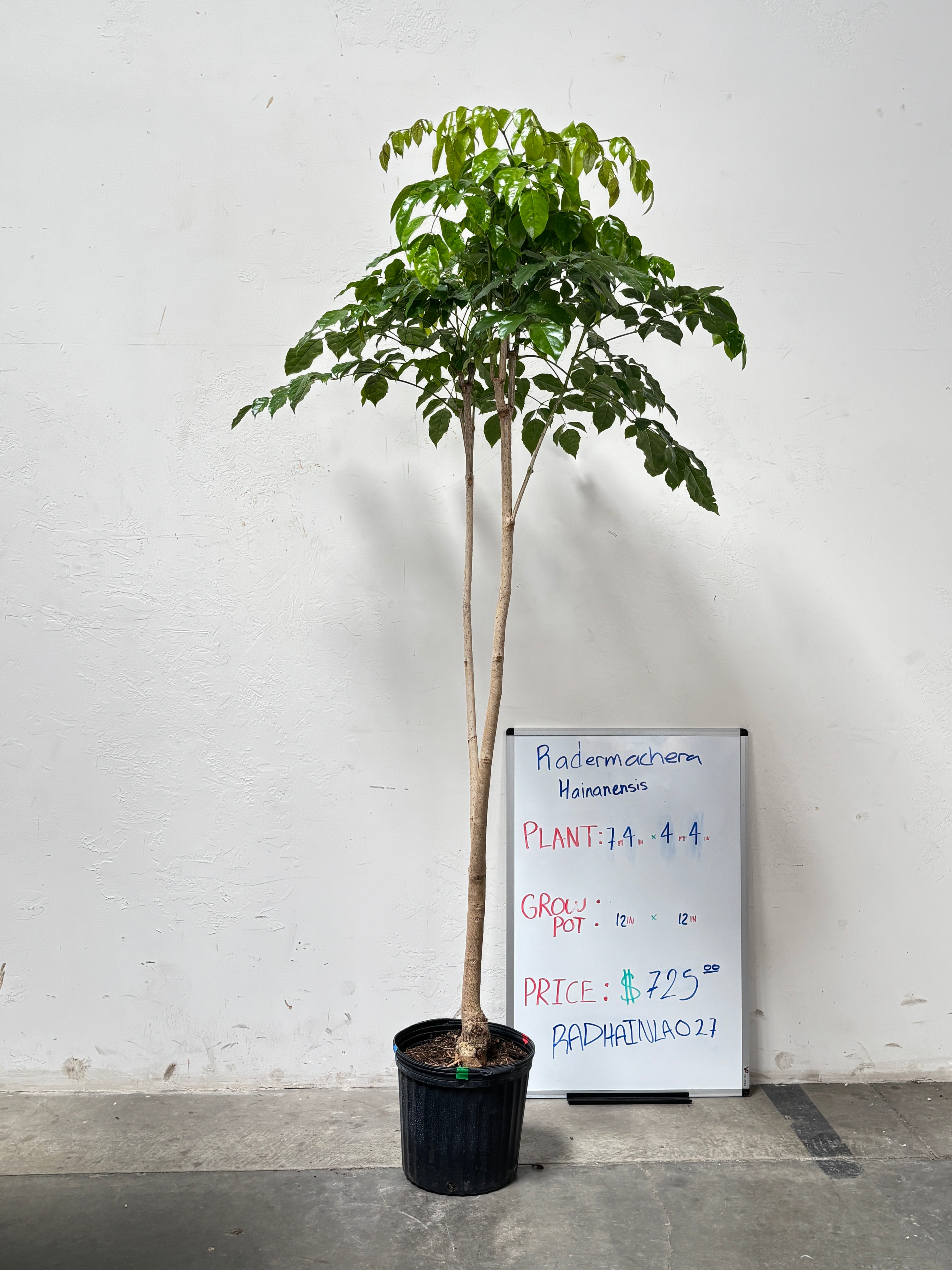 Radermachera Hainanensis RADHAINLA028