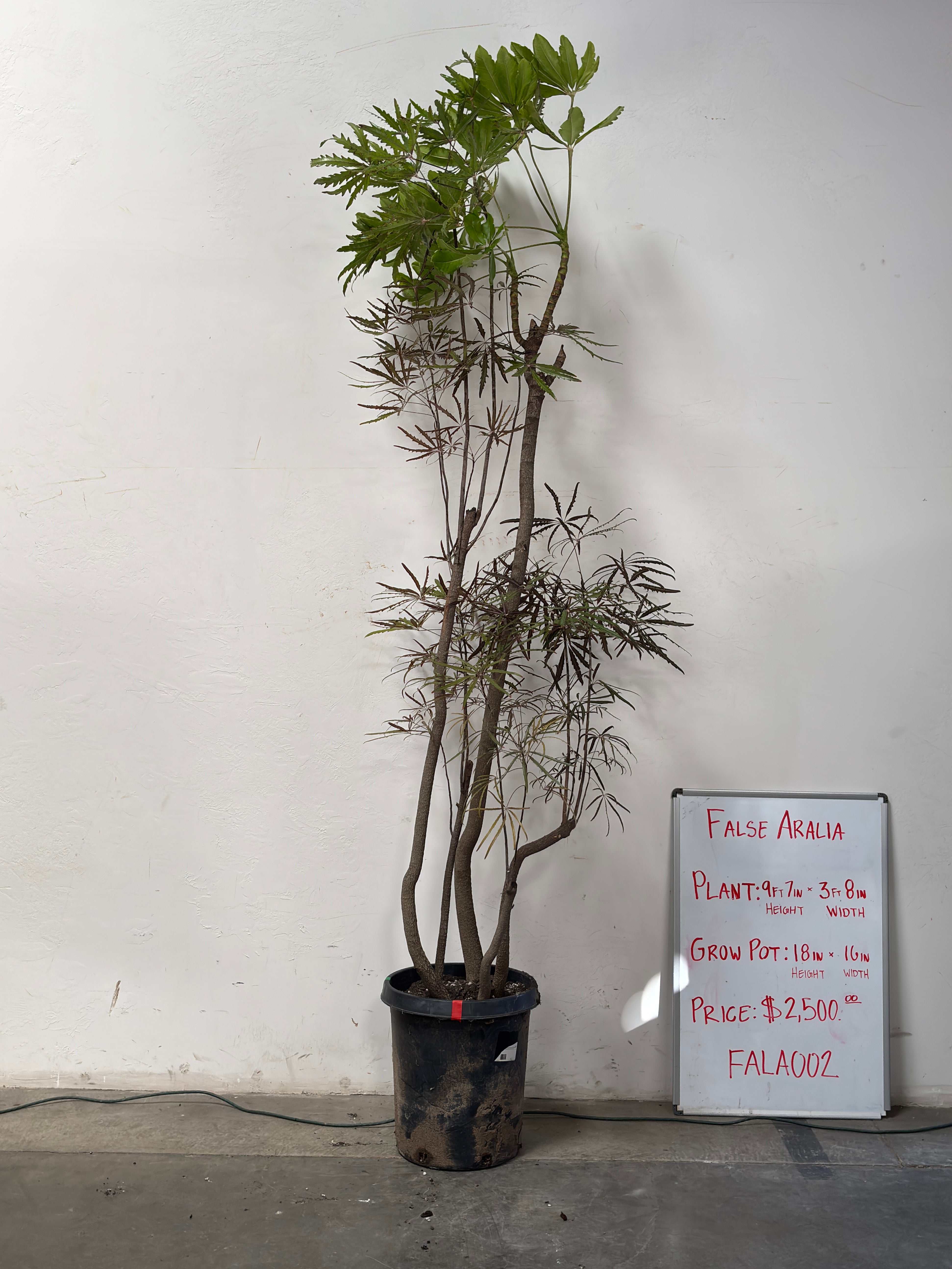 Plerandra Elegantissima FALA002
