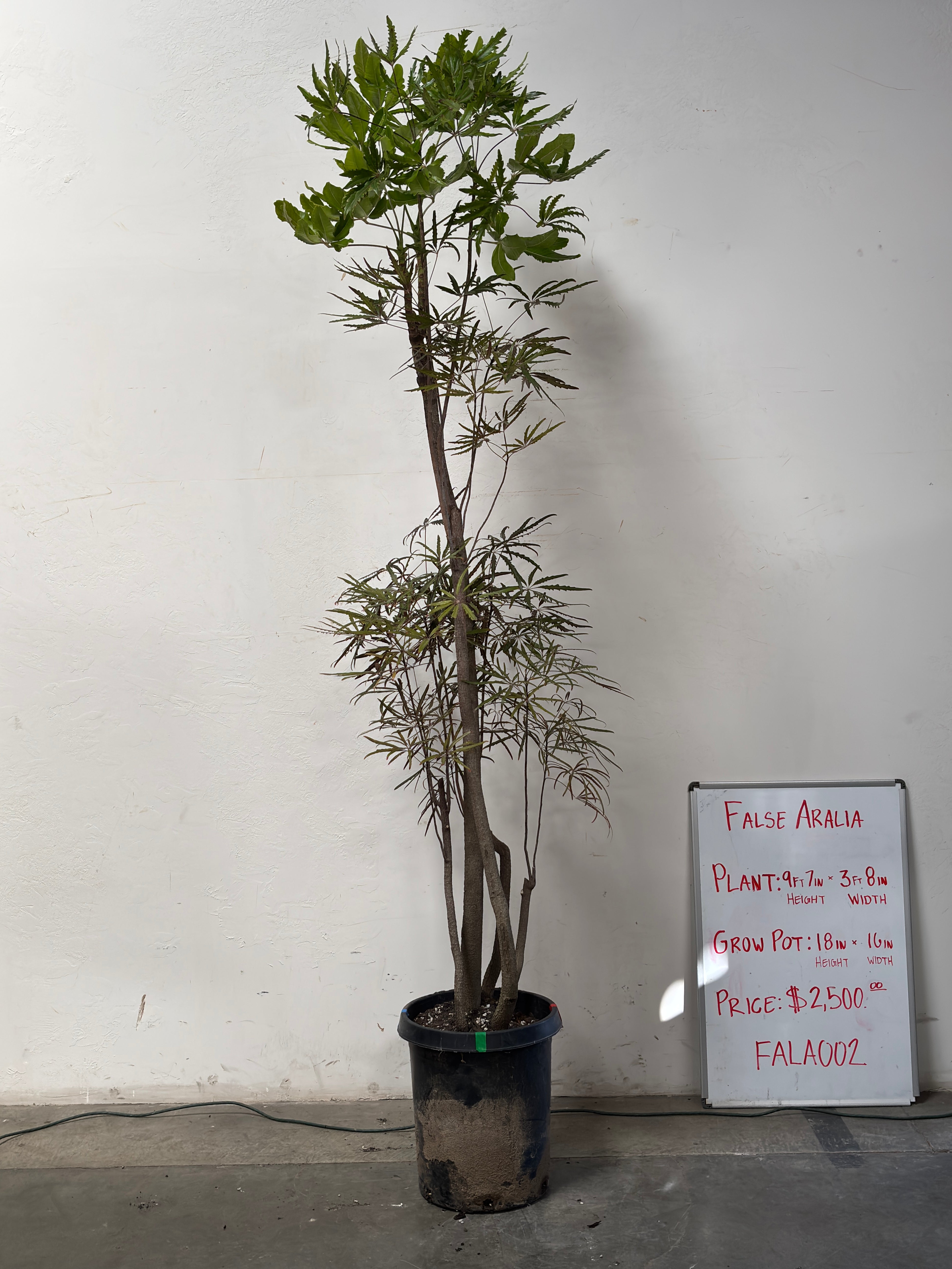 Plerandra Elegantissima FALA002