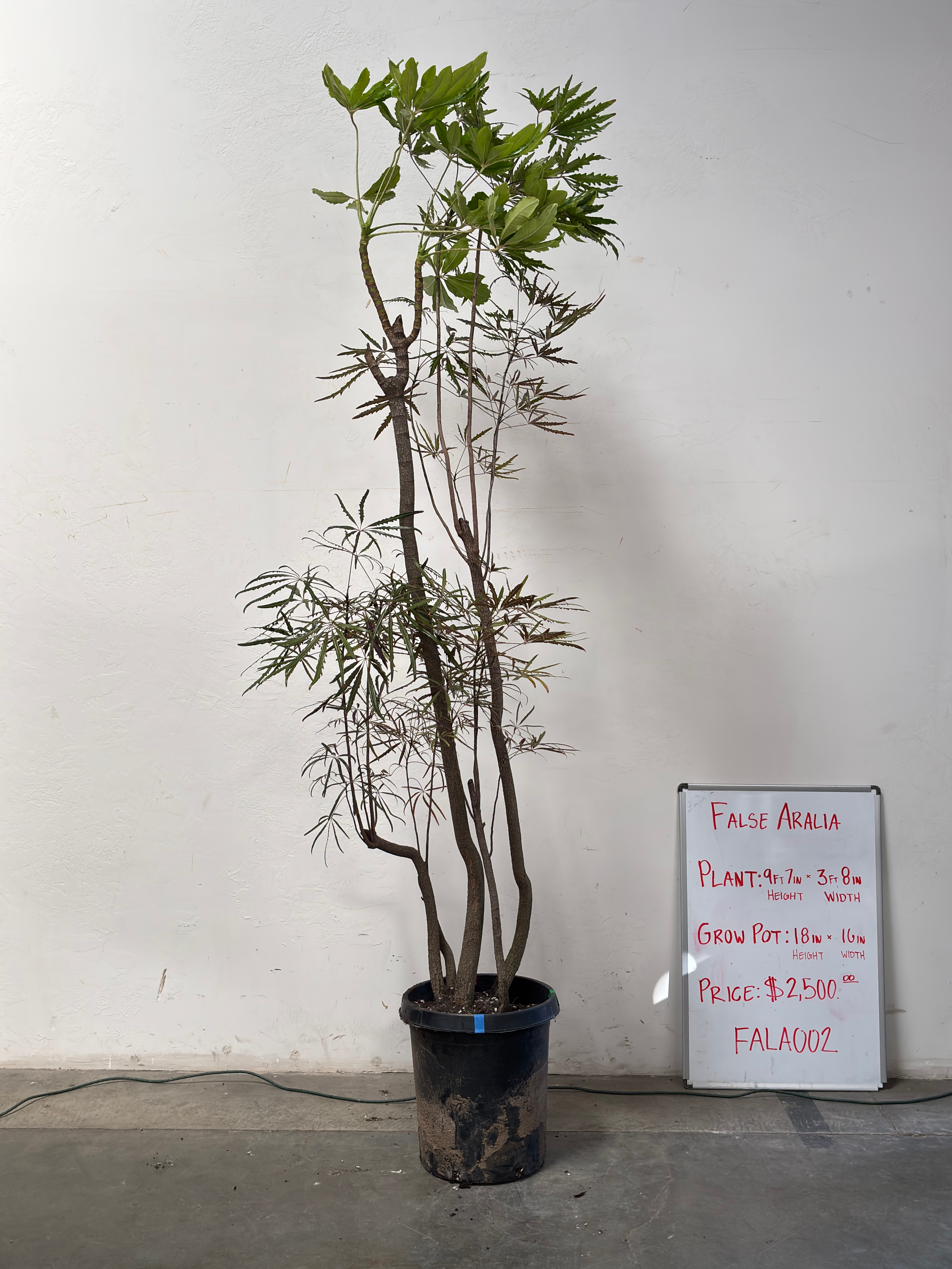 Plerandra Elegantissima FALA002