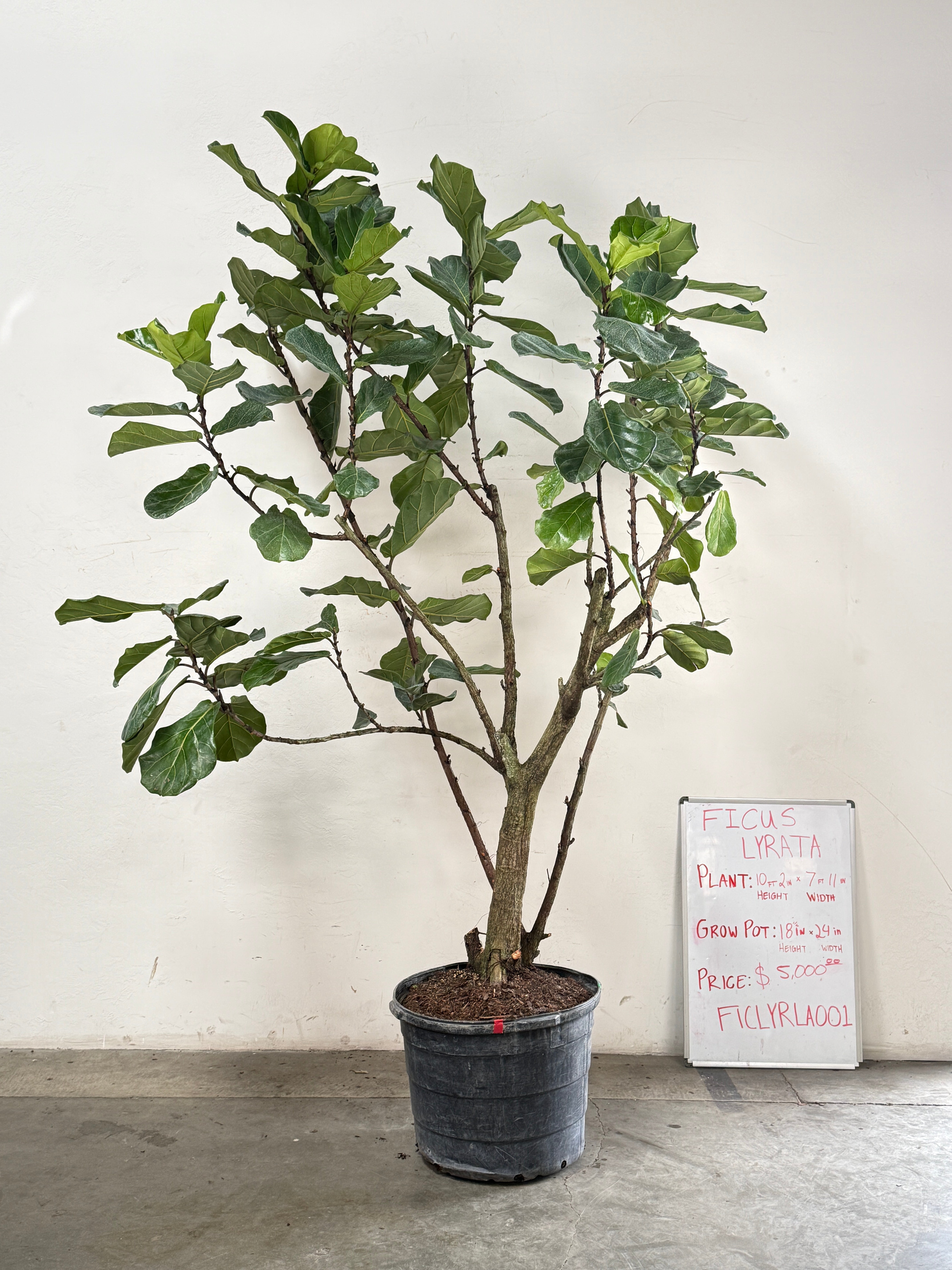 Ficus Lyrata FICLYRLA001