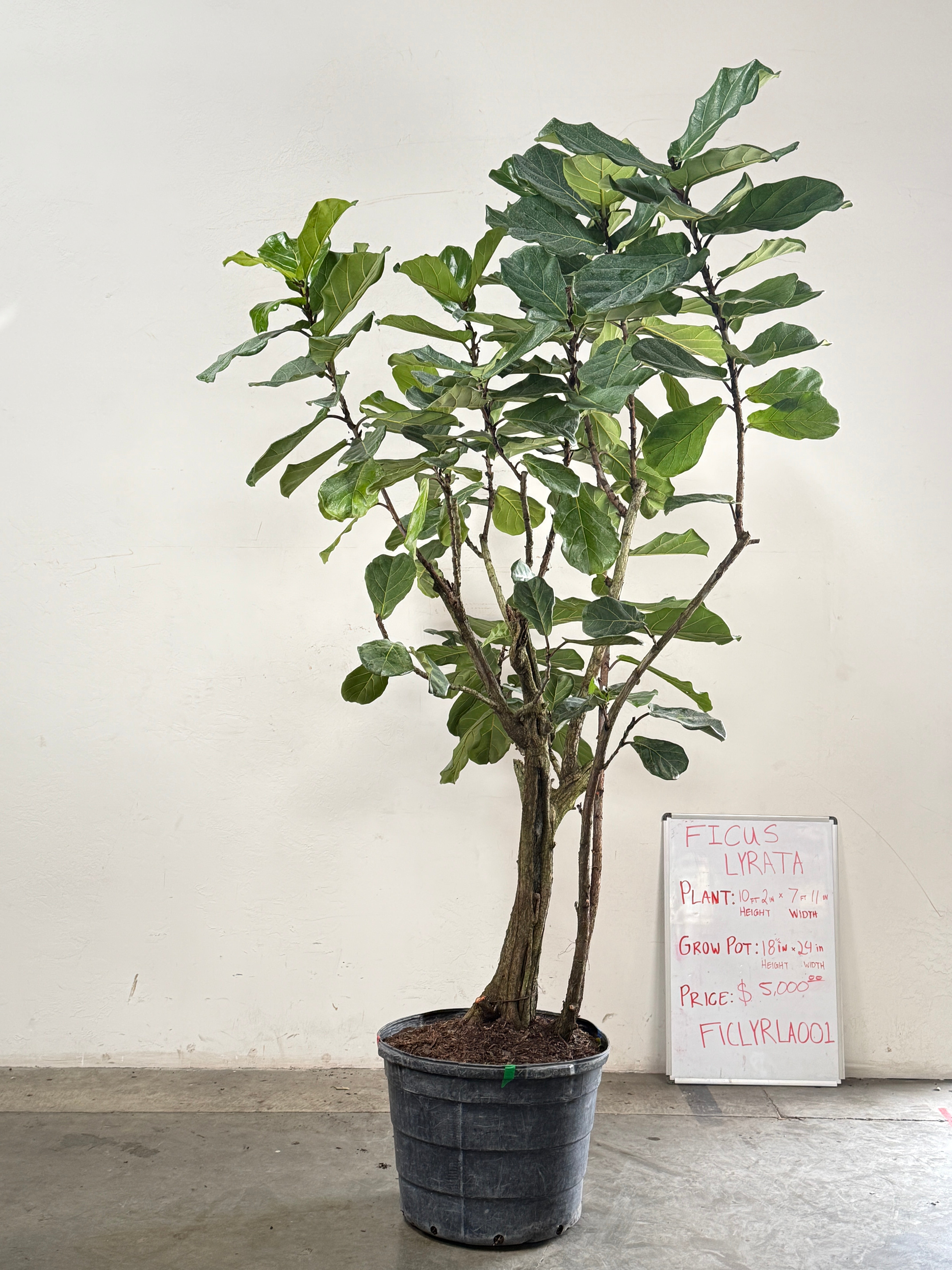 Ficus Lyrata FICLYRLA001