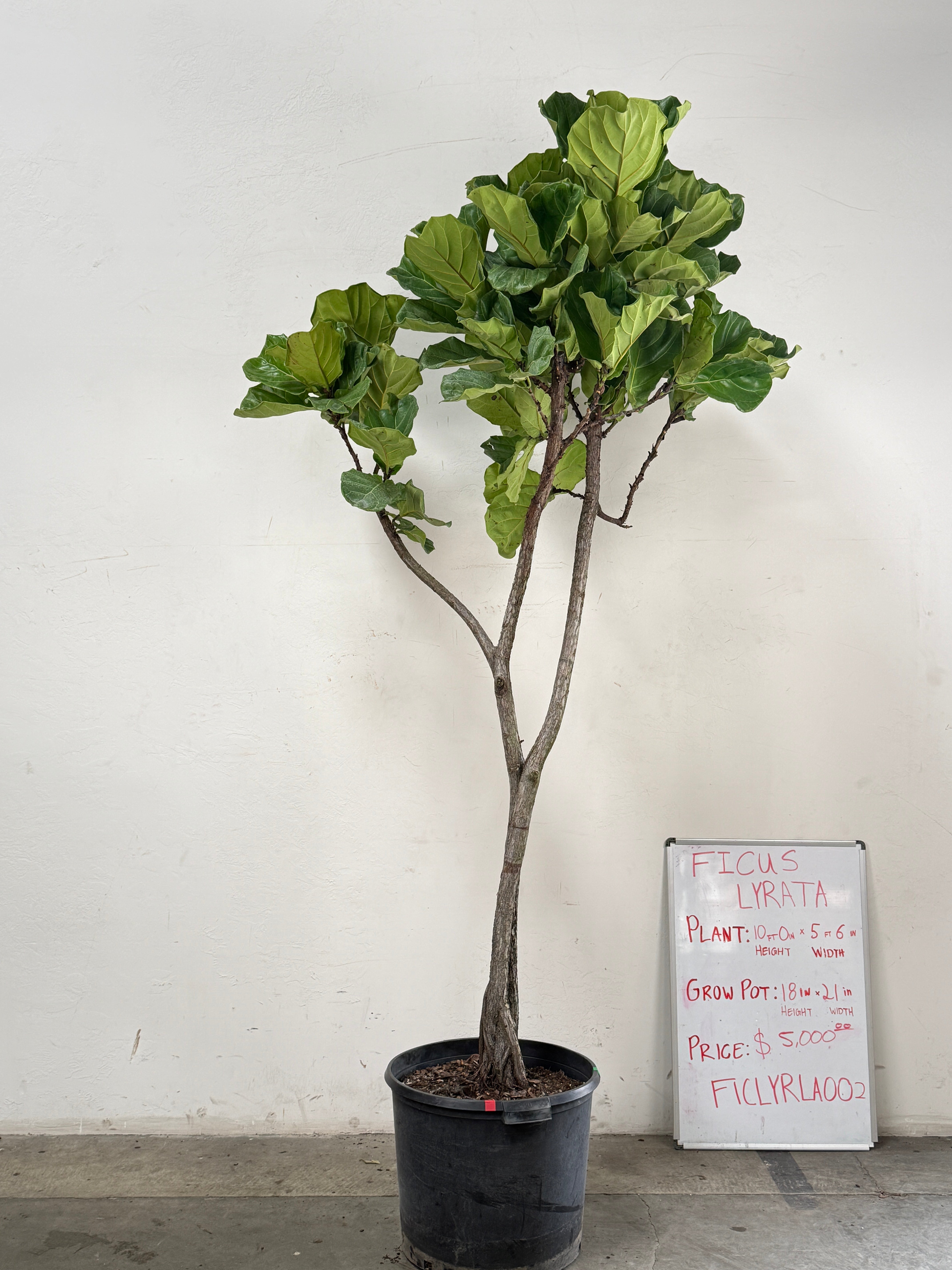 Ficus Lyrata FICLYRLA002