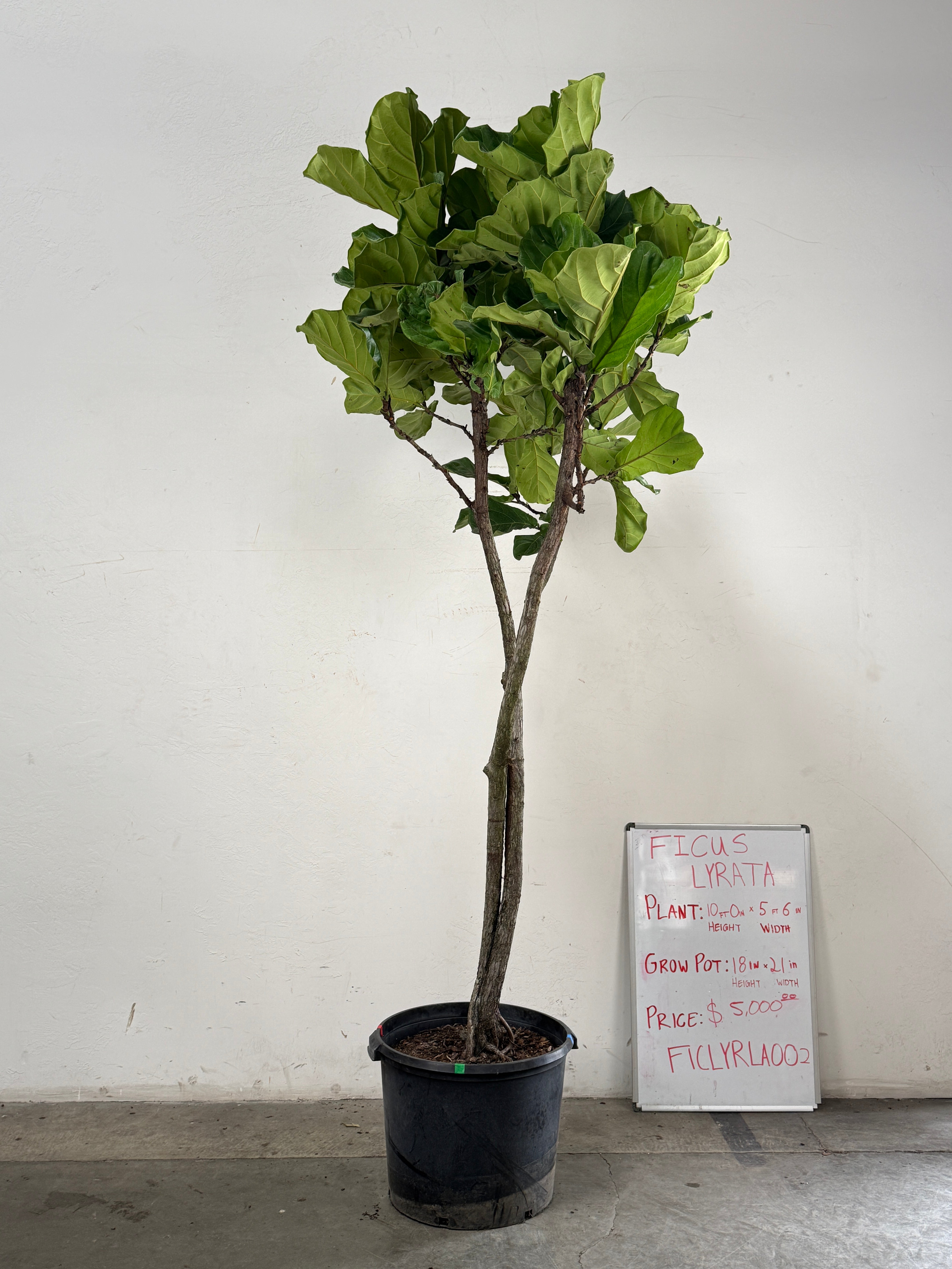 Ficus Lyrata FICLYRLA002