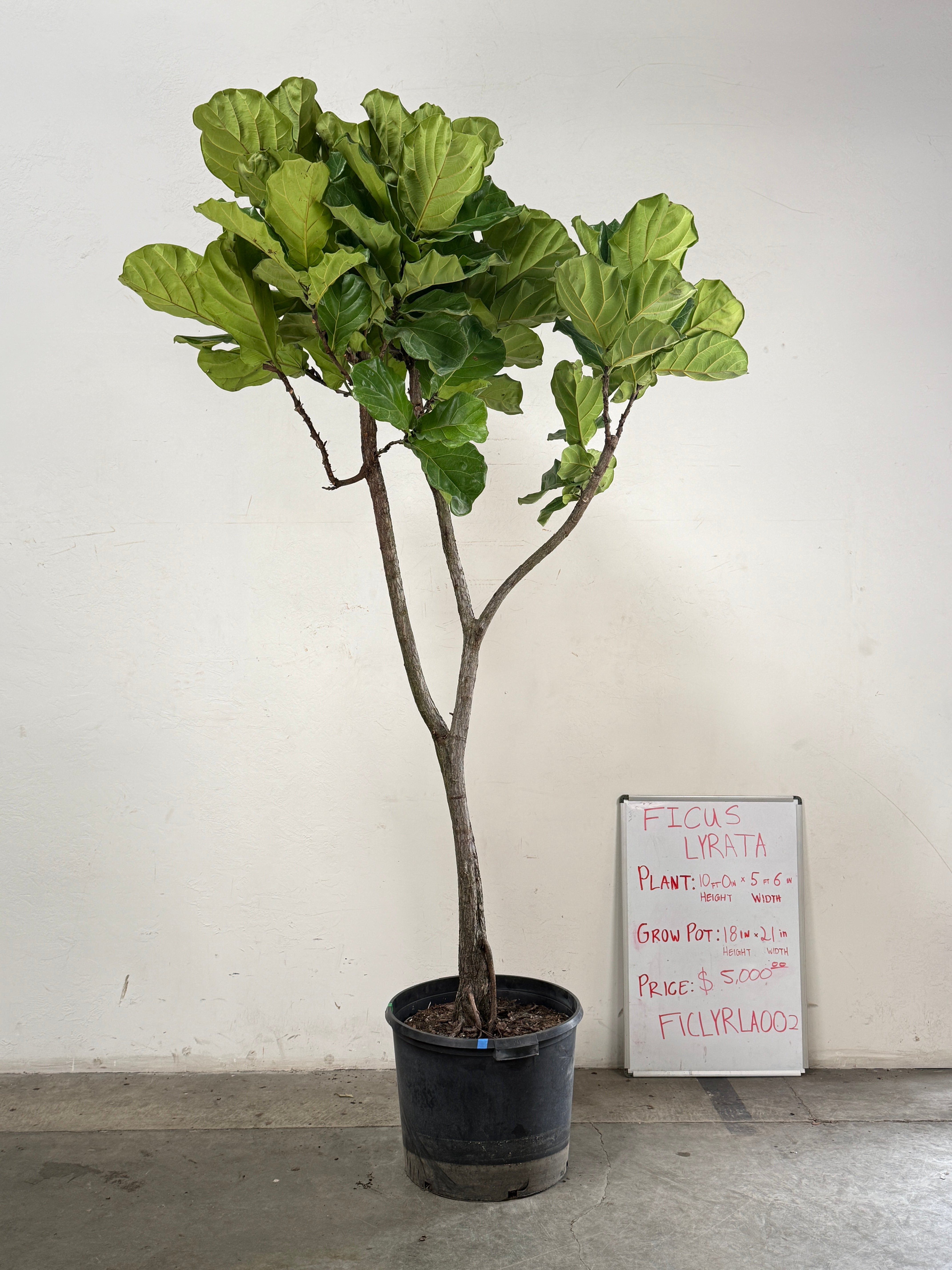 Ficus Lyrata FICLYRLA002
