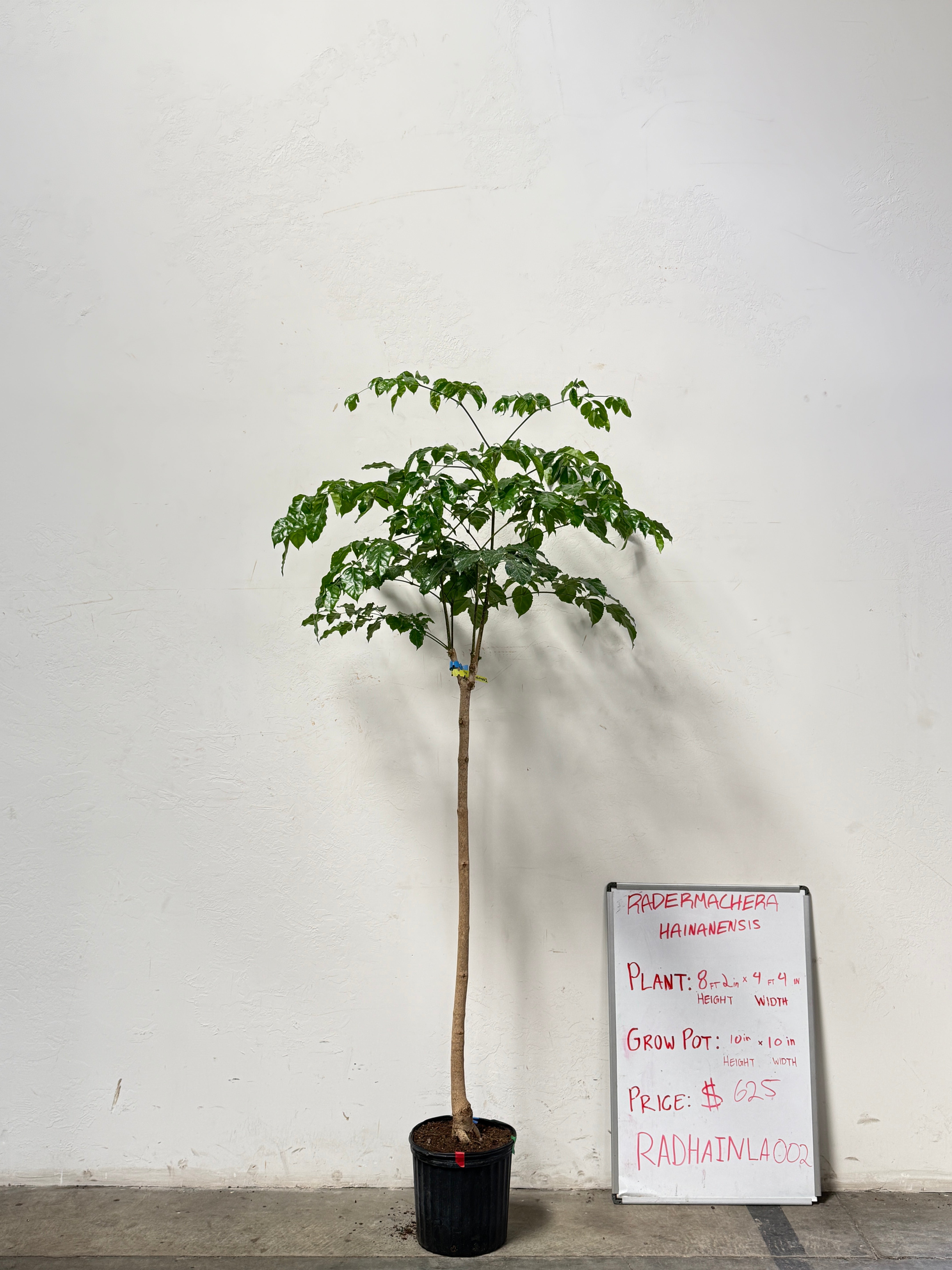 Radermachera Haineanesis RADHAINLA002
