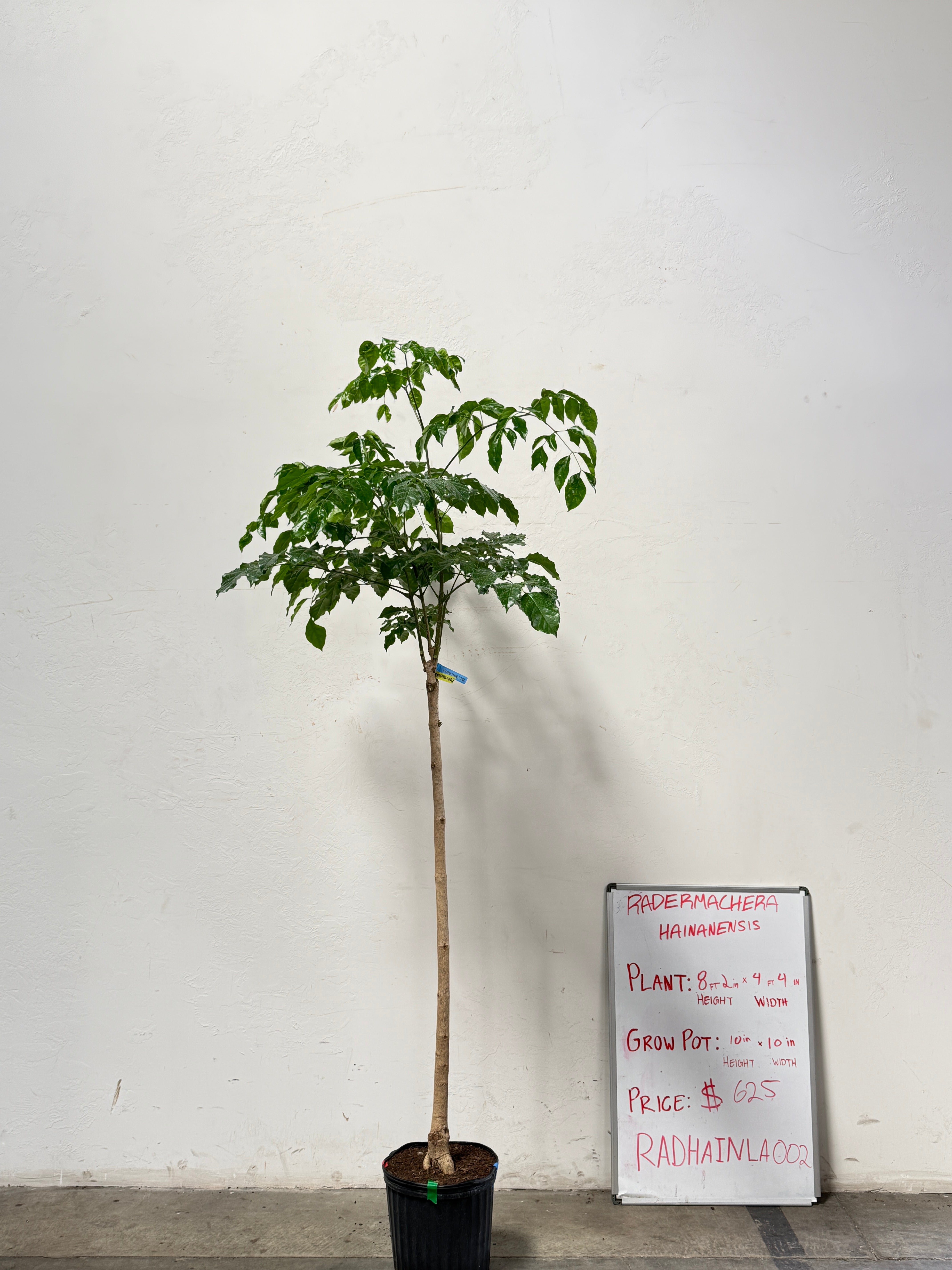 Radermachera Haineanesis RADHAINLA002