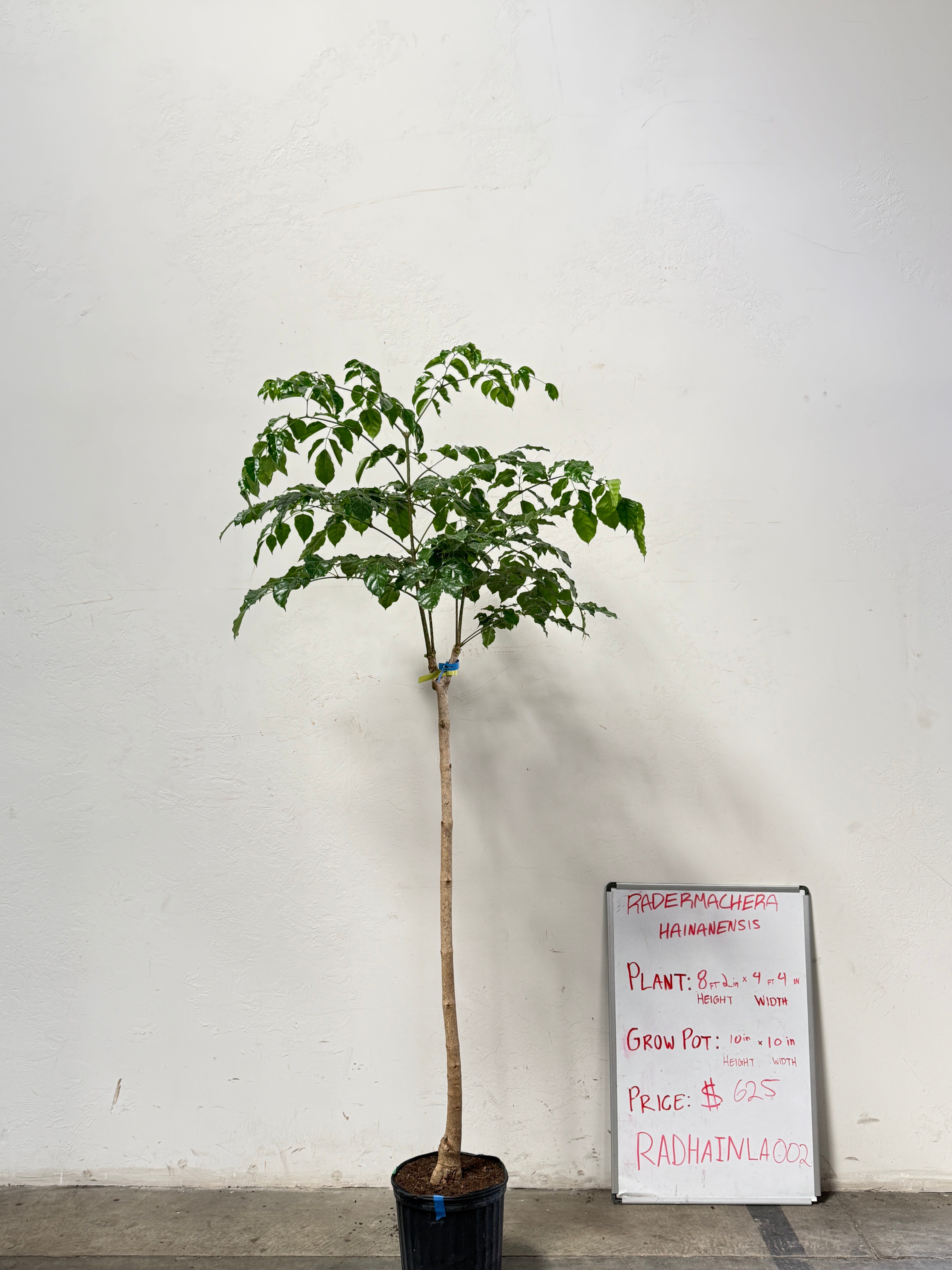 Radermachera Haineanesis RADHAINLA002