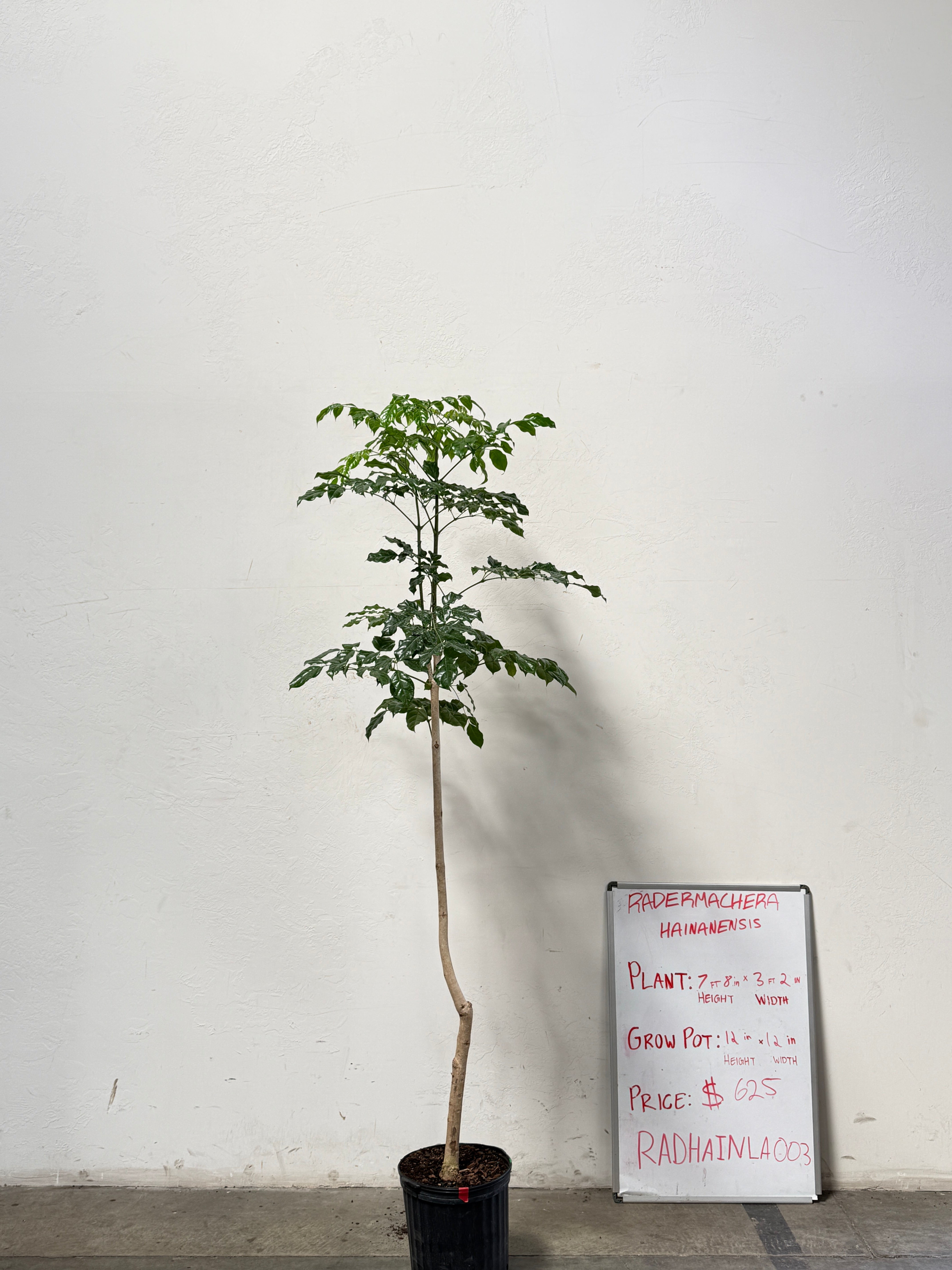 Radermachera Haineanesis RADHAINLA003