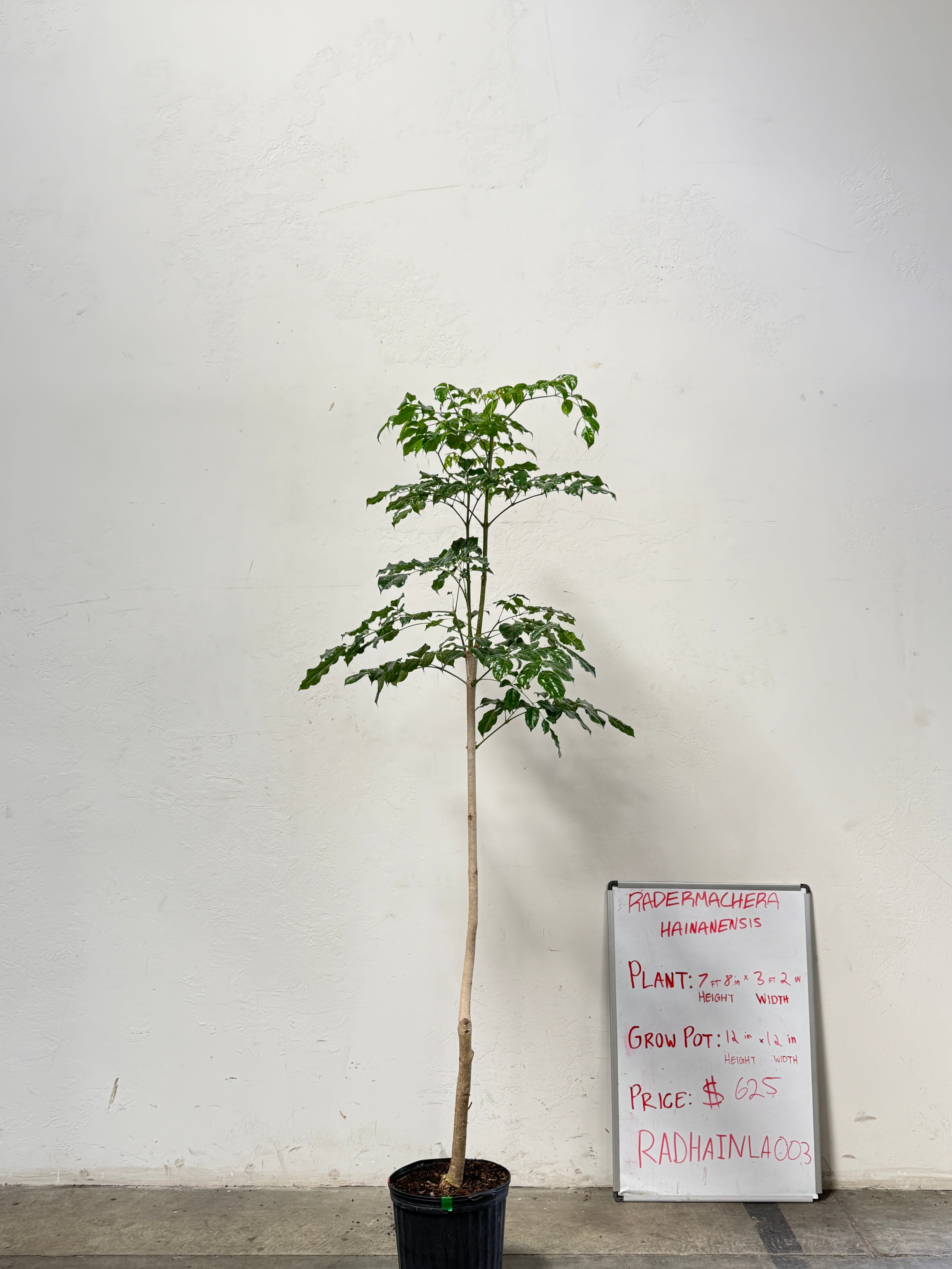 Radermachera Haineanesis RADHAINLA003
