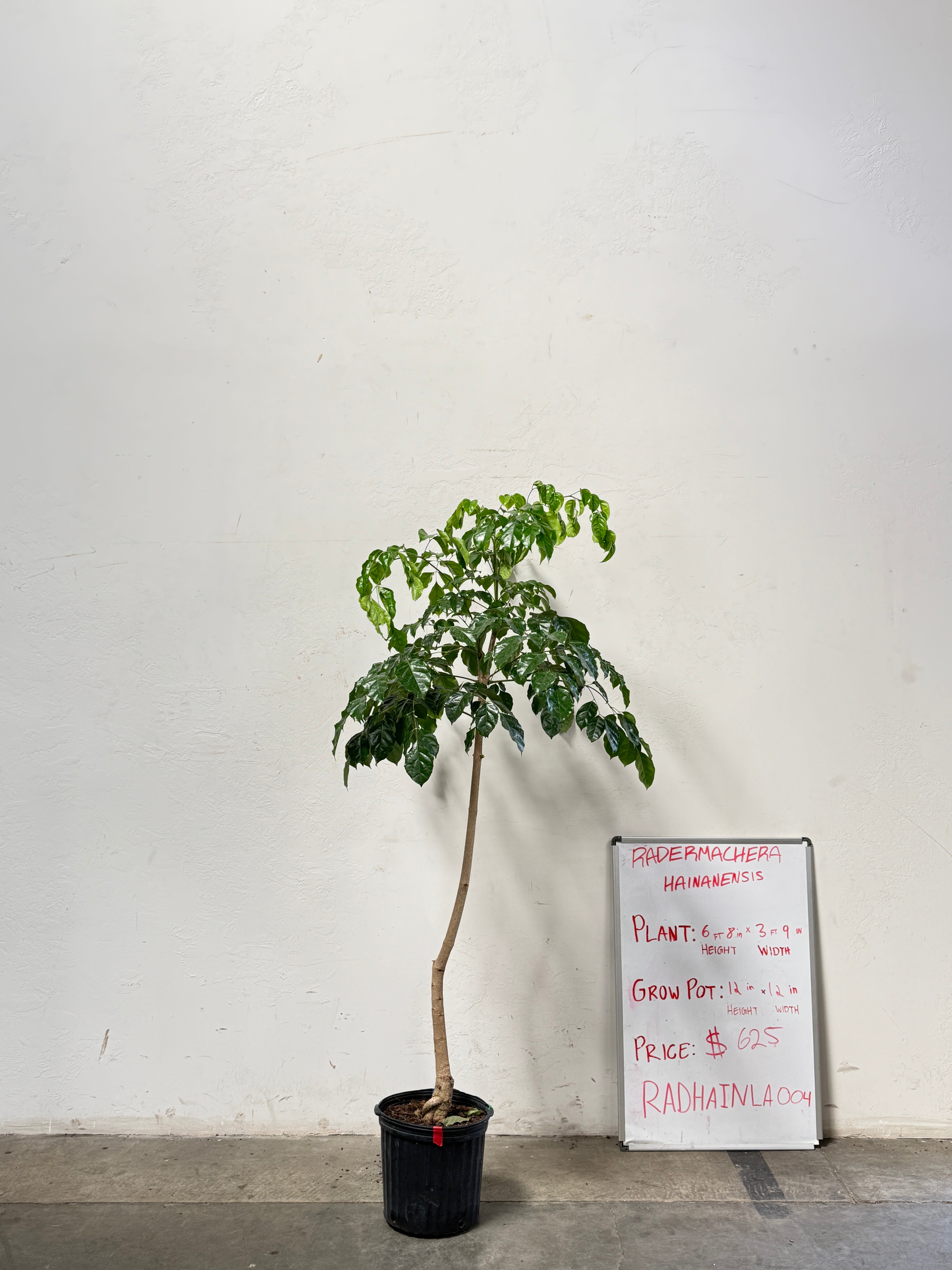 Radermachera Haineanesis RADHAINLA004