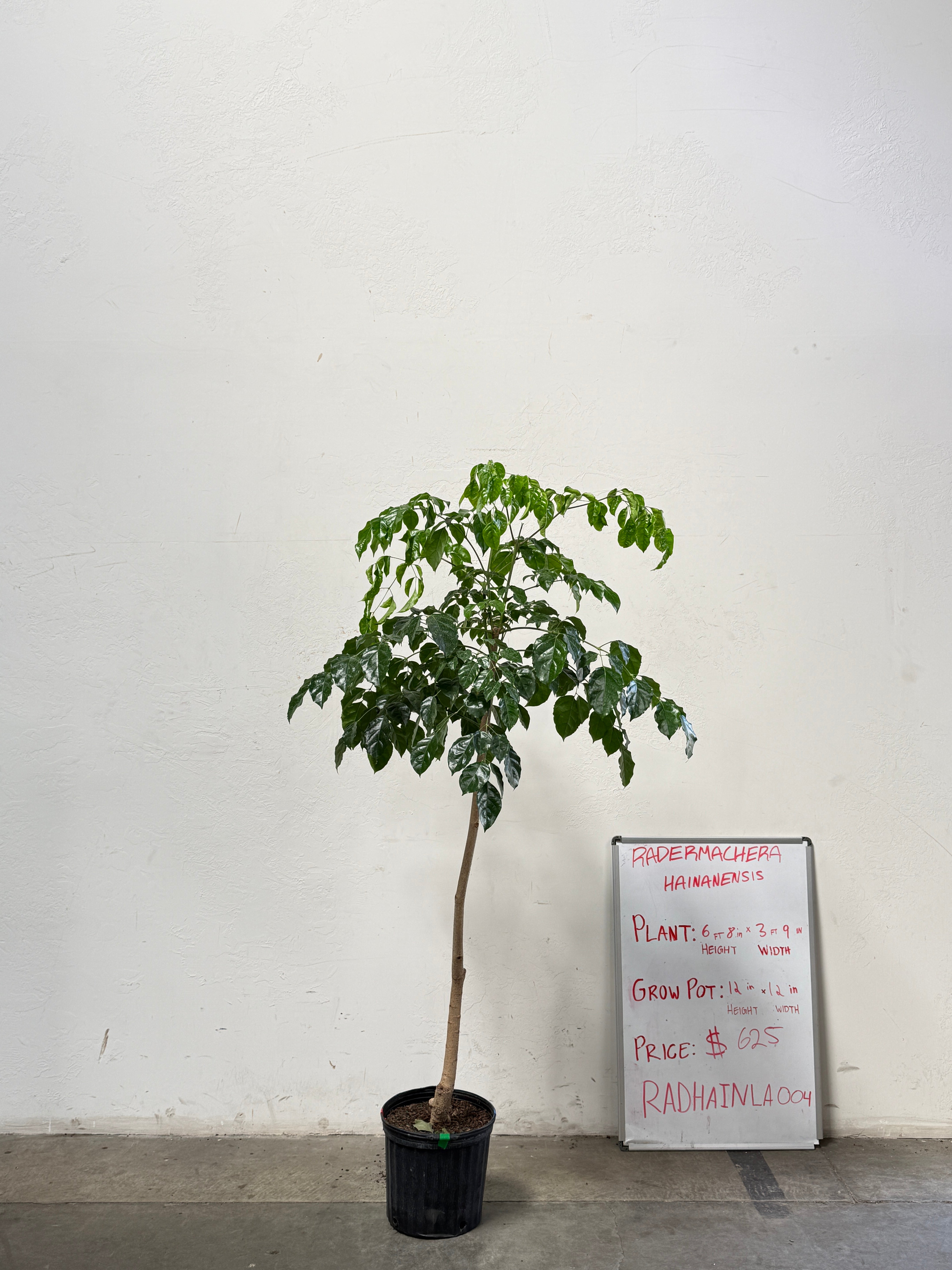 Radermachera Haineanesis RADHAINLA004