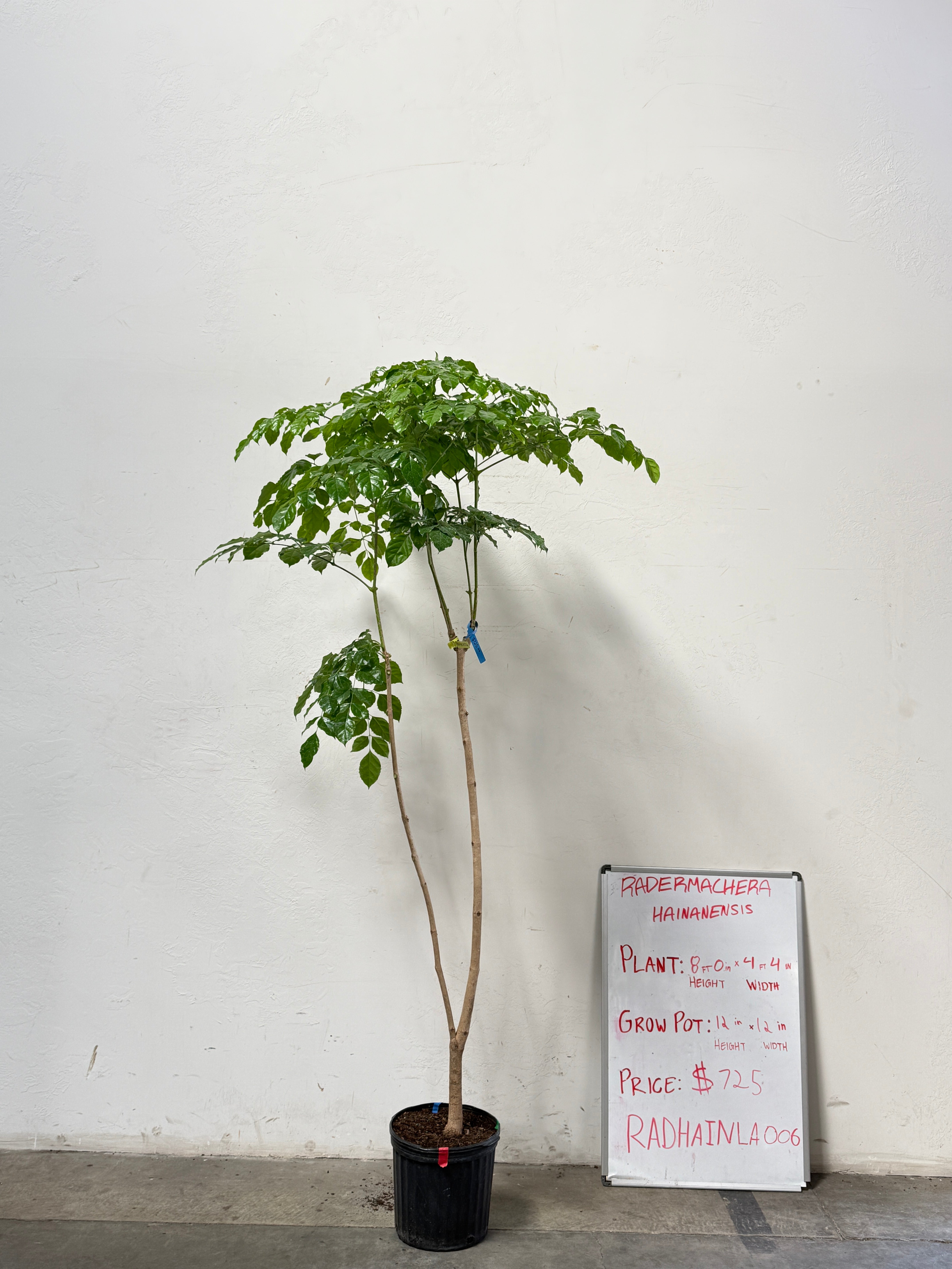 Radermachera Haineanesis RADHAINLA006