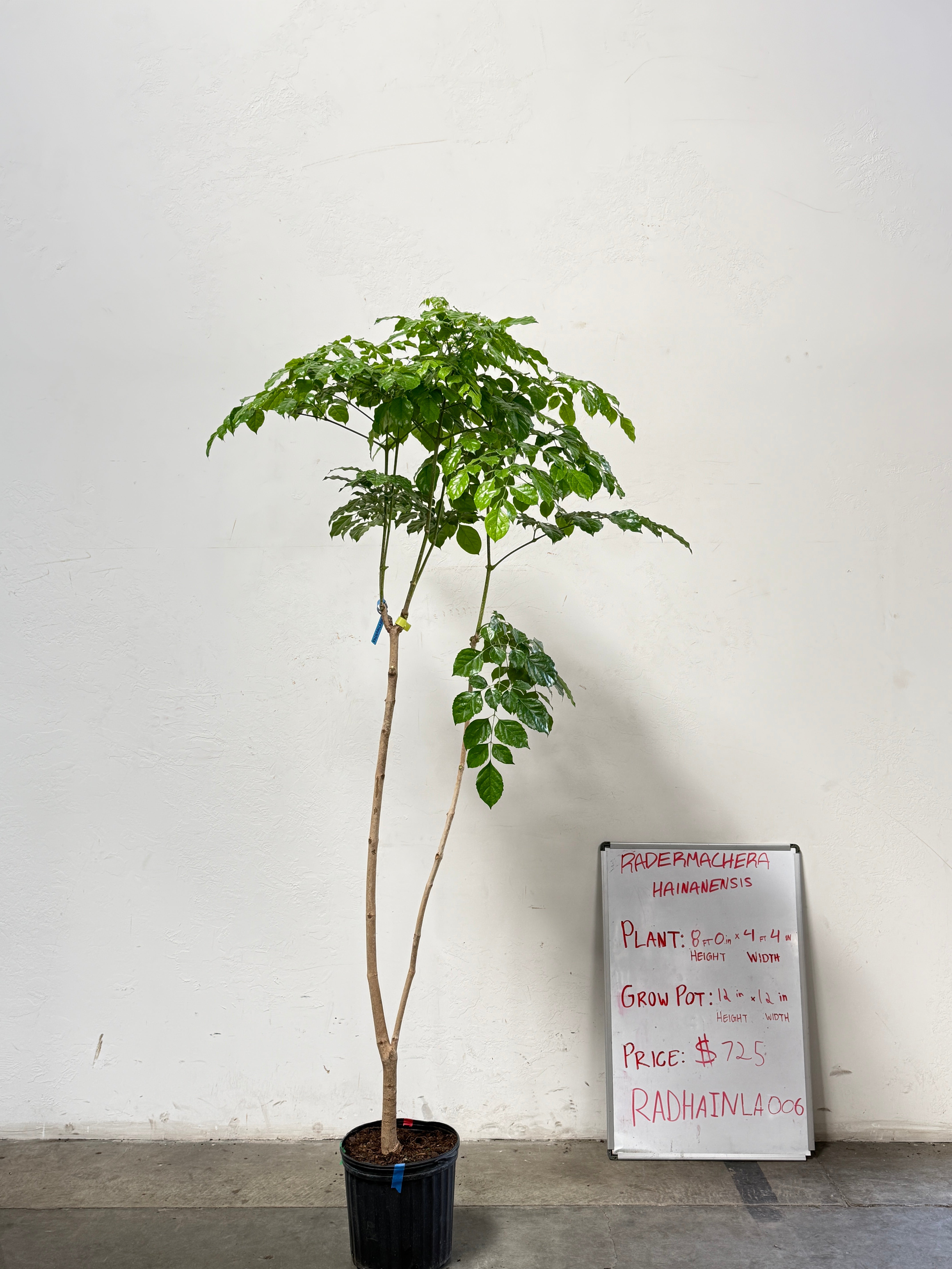 Radermachera Haineanesis RADHAINLA006