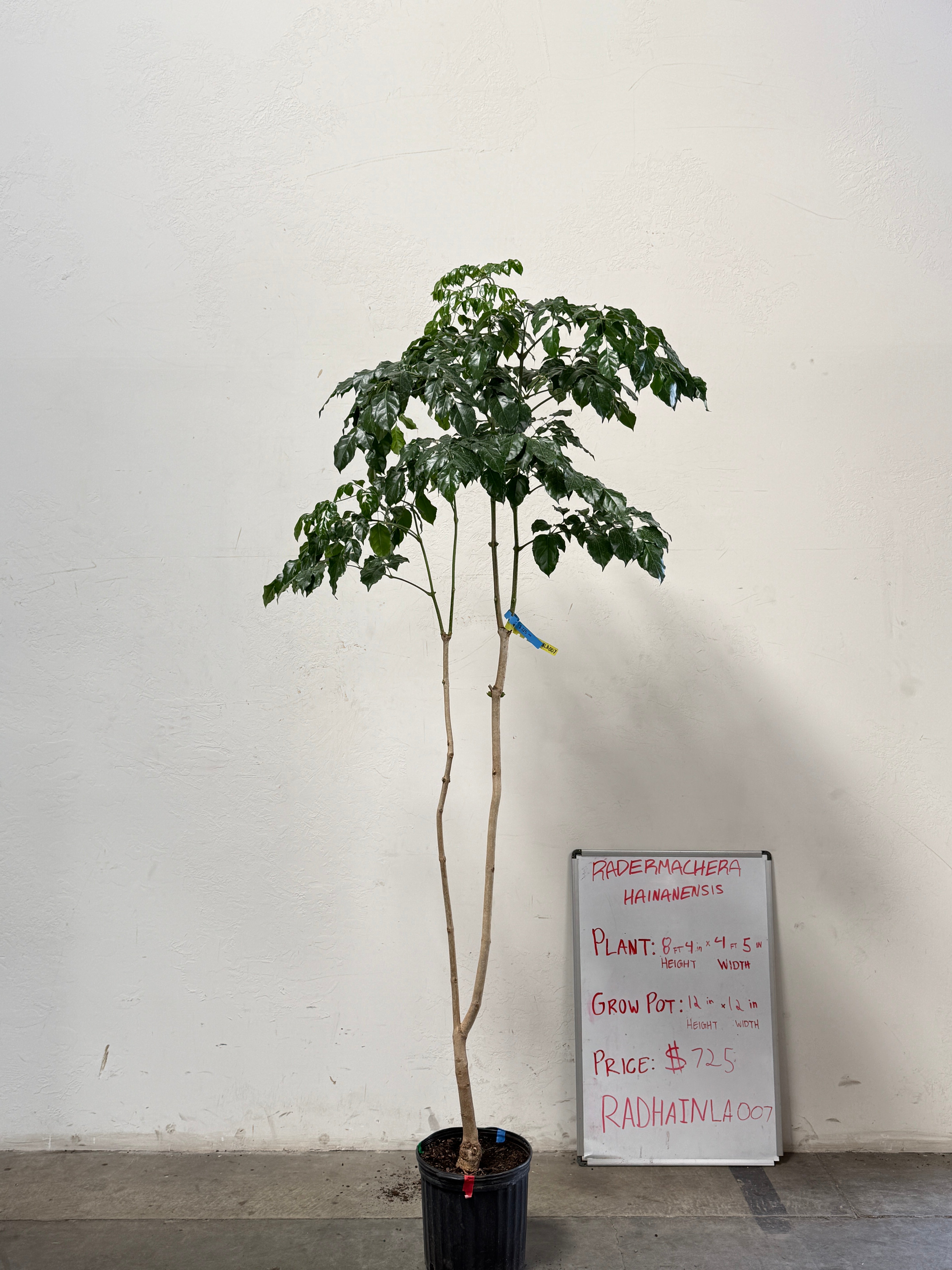 Radermachera Haineanesis RADHAINLA007