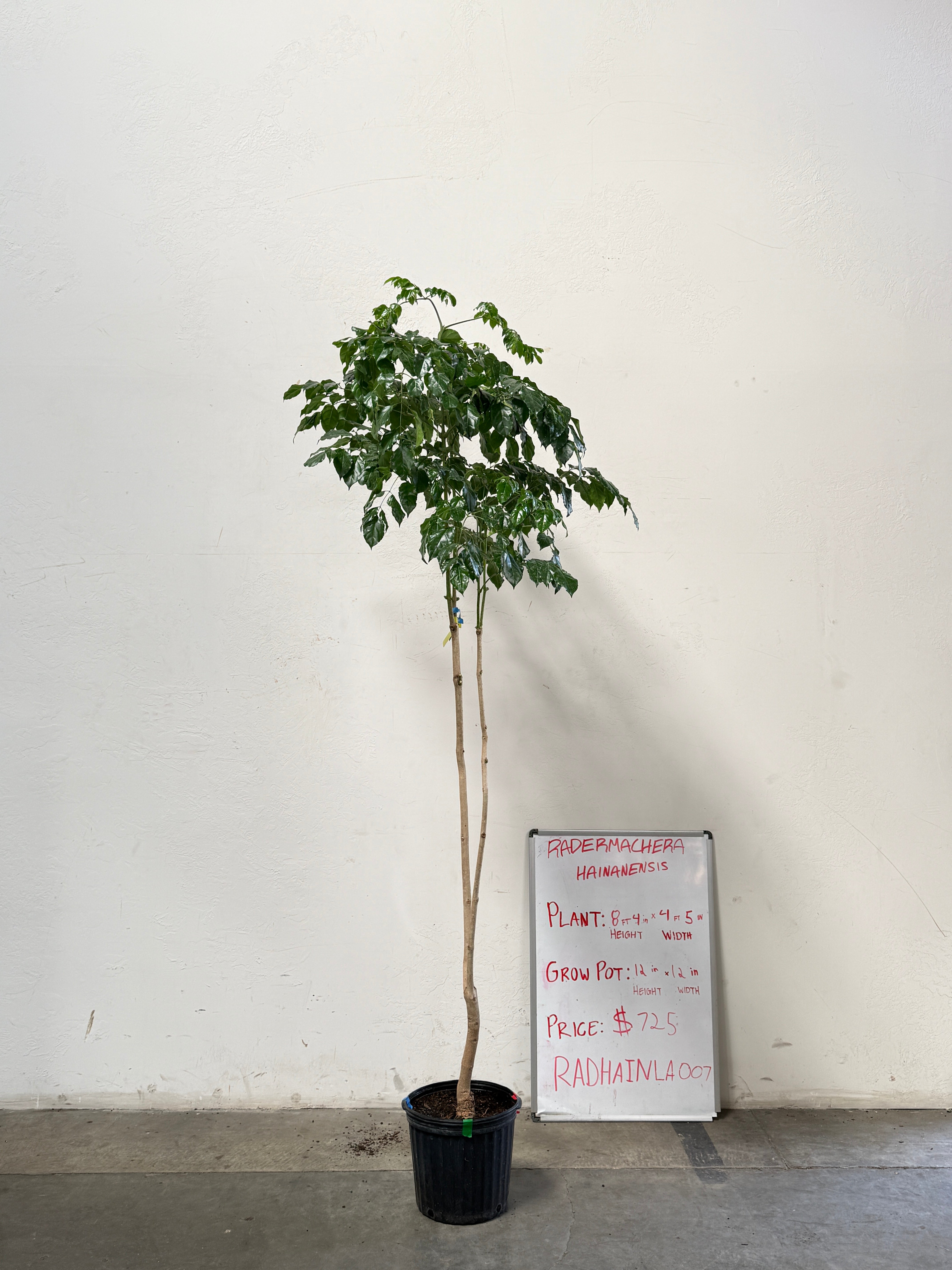 Radermachera Haineanesis RADHAINLA007