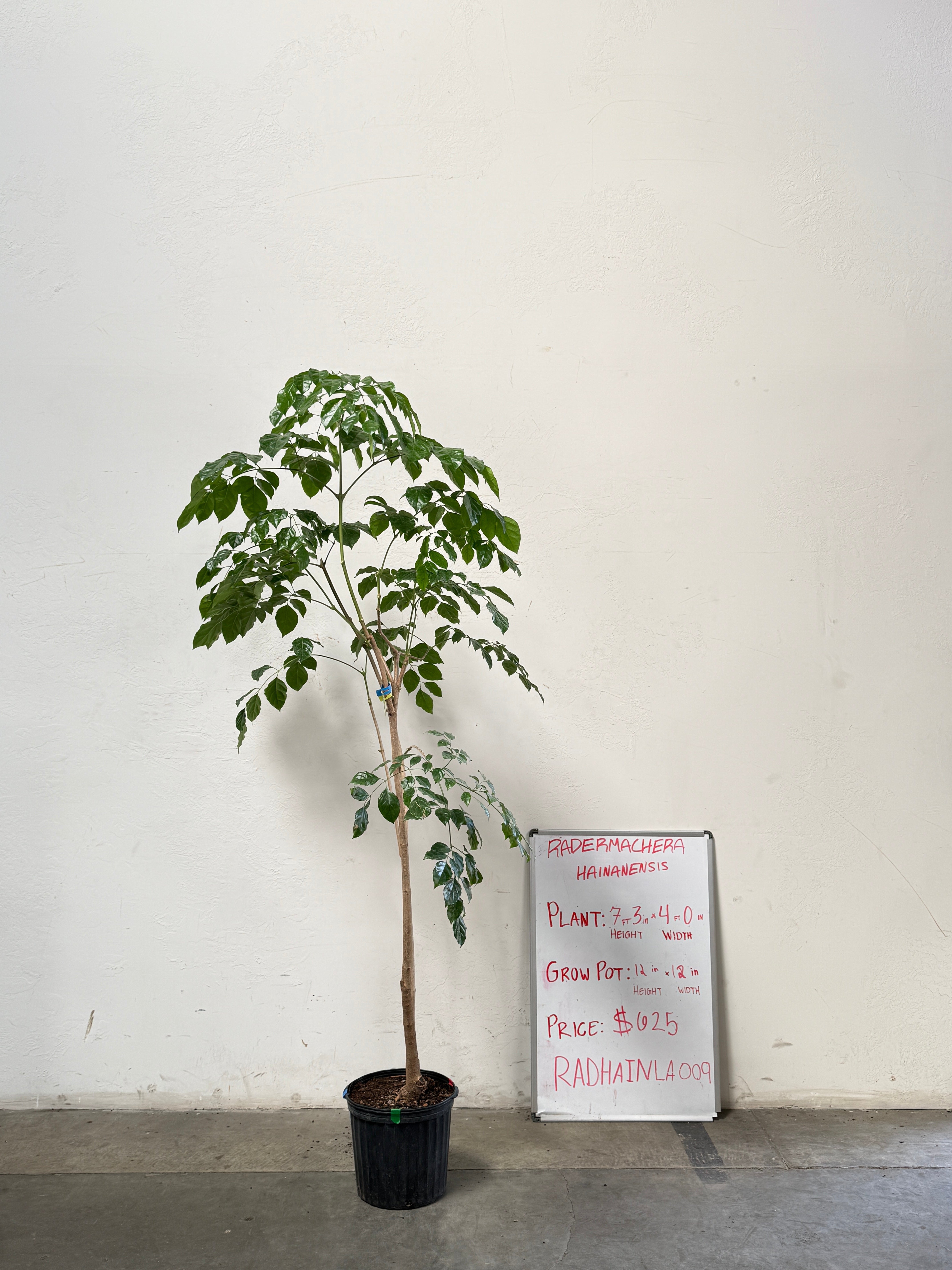 Radermachera Haineanesis RADHAINLA009