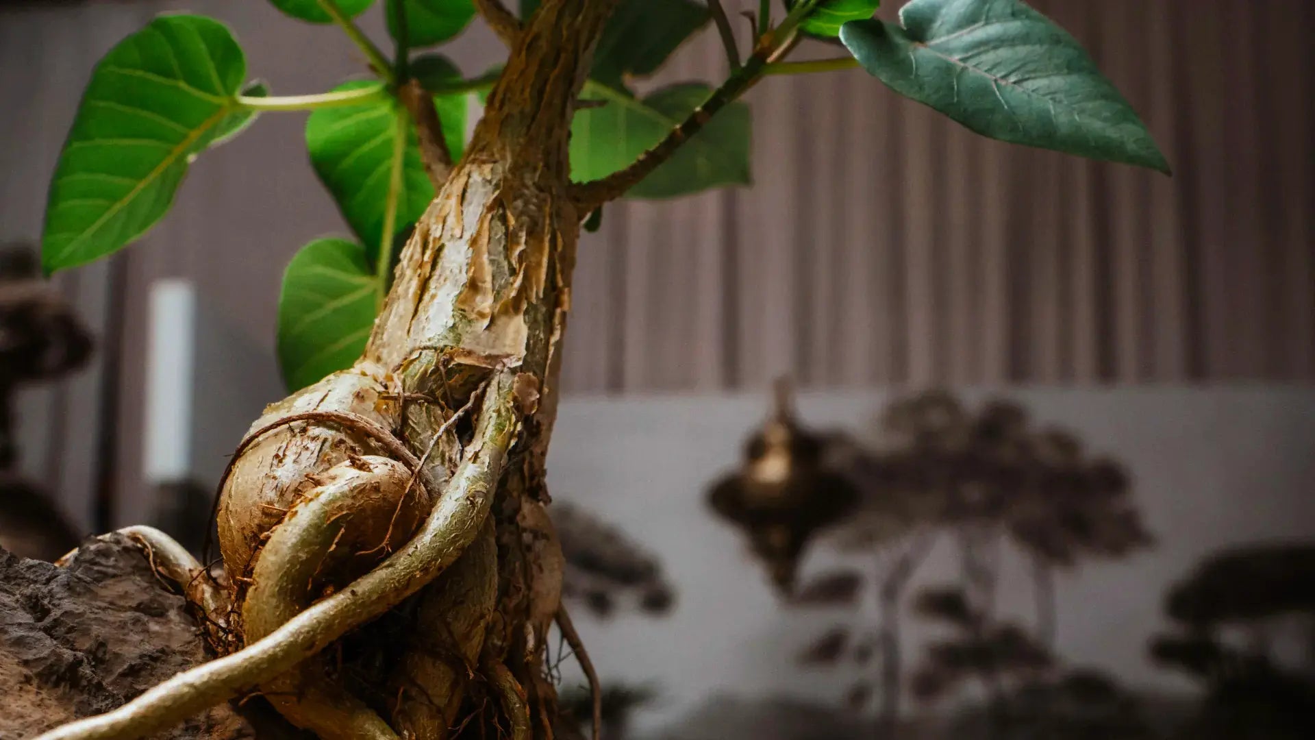 The Plant Daddies Society