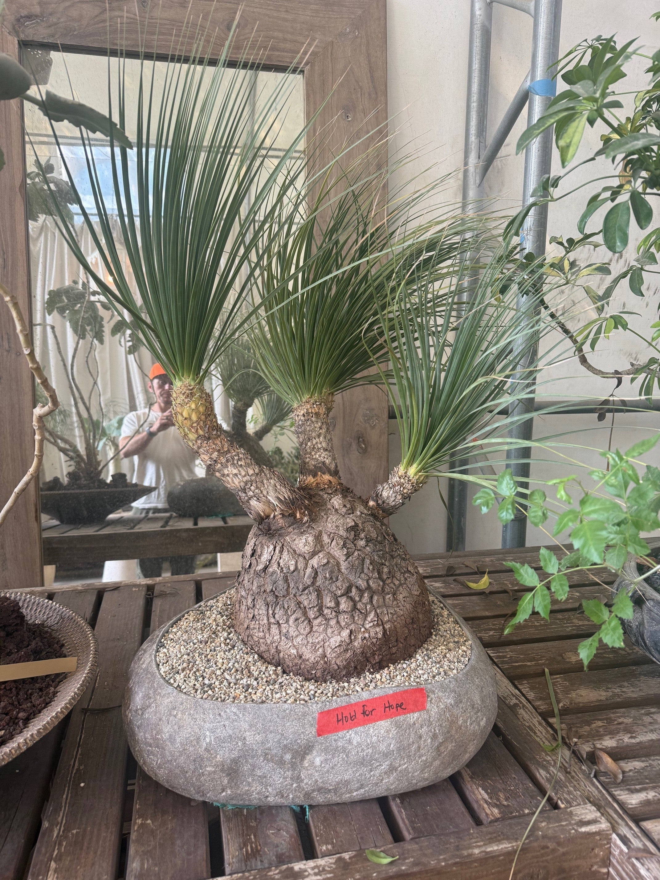 Beaurcarnea Stricta in Riverstone V0650