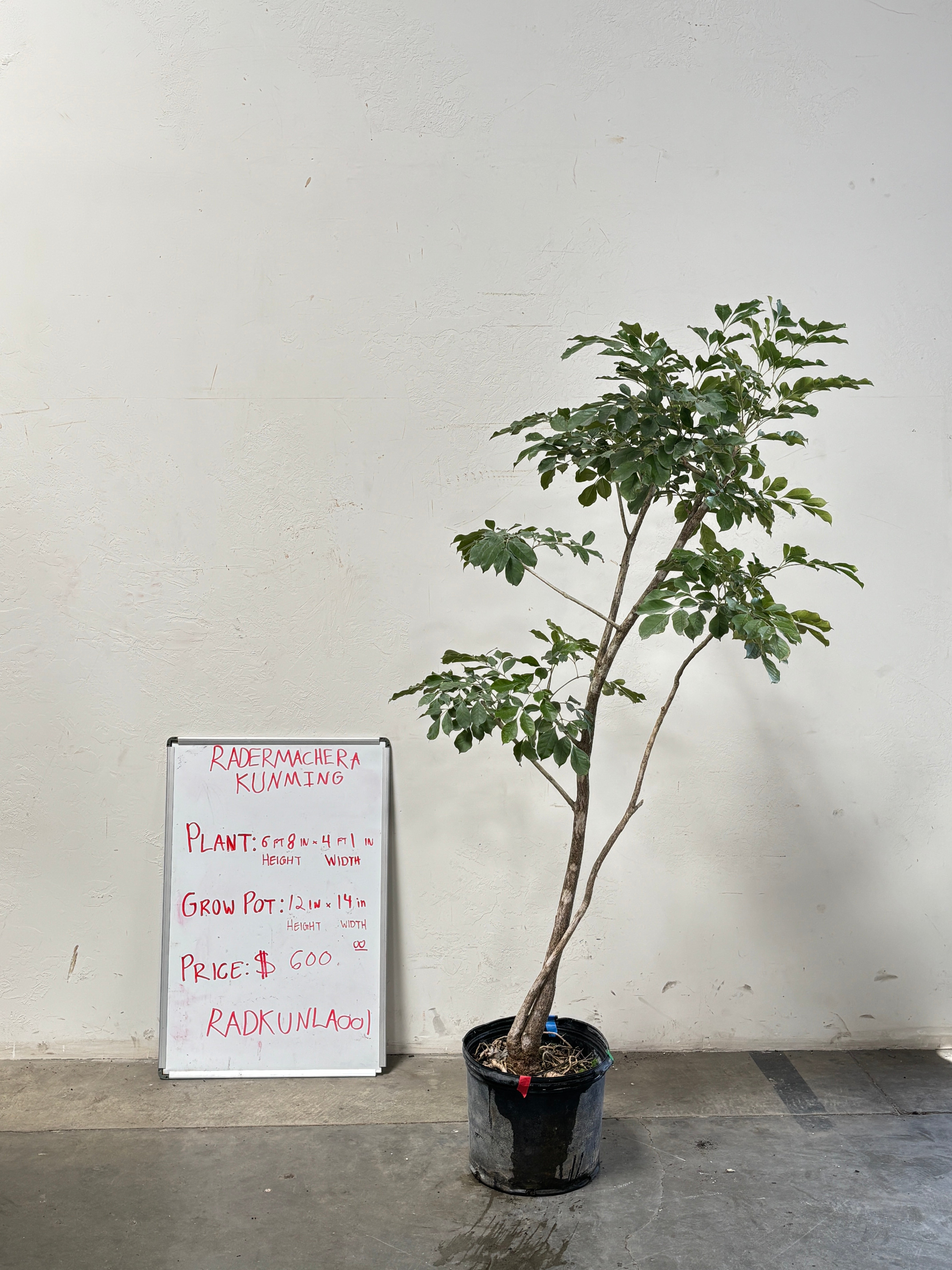Radermachera Kunming RADKUNLA001