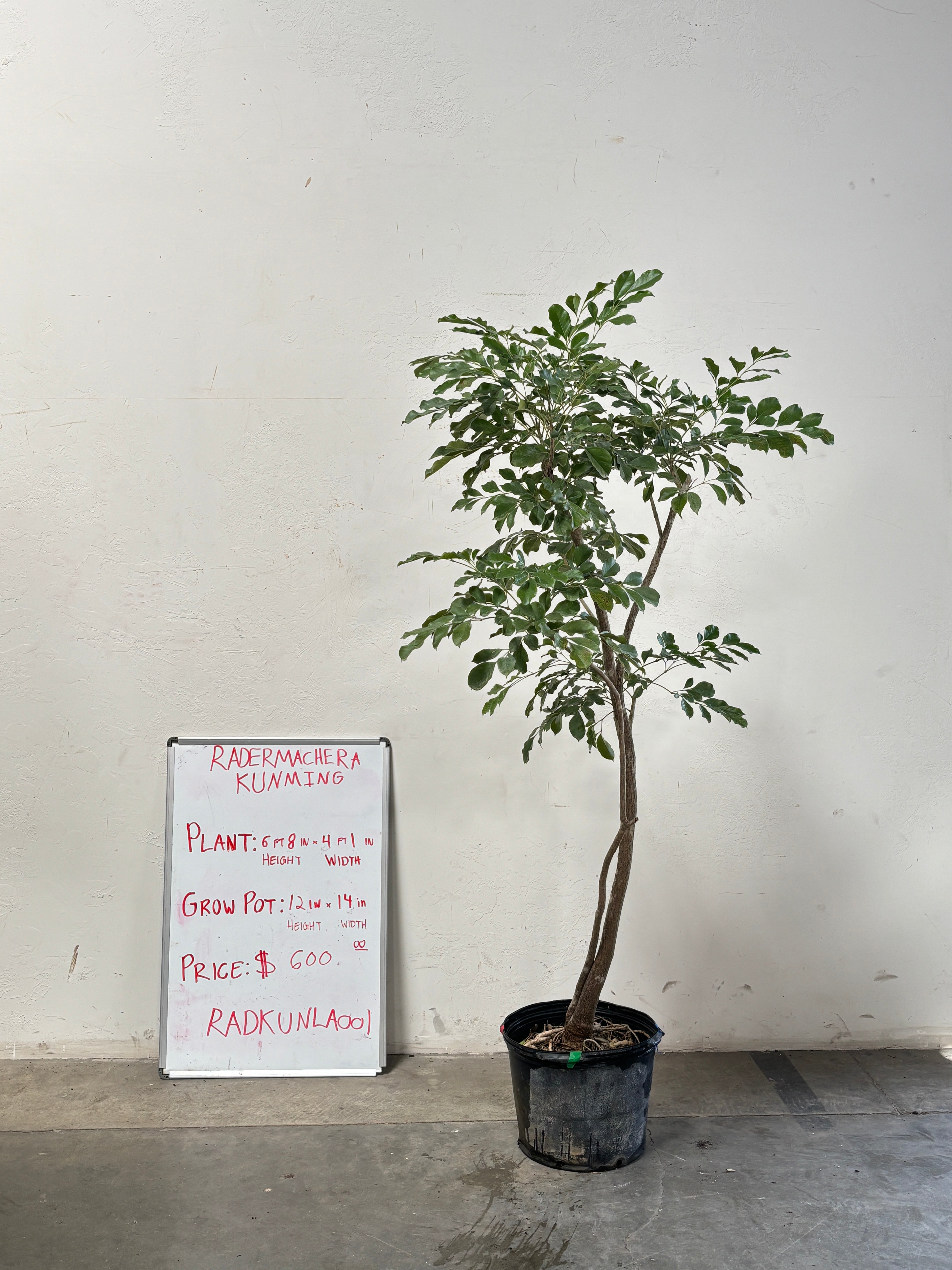 Radermachera Kunming RADKUNLA001