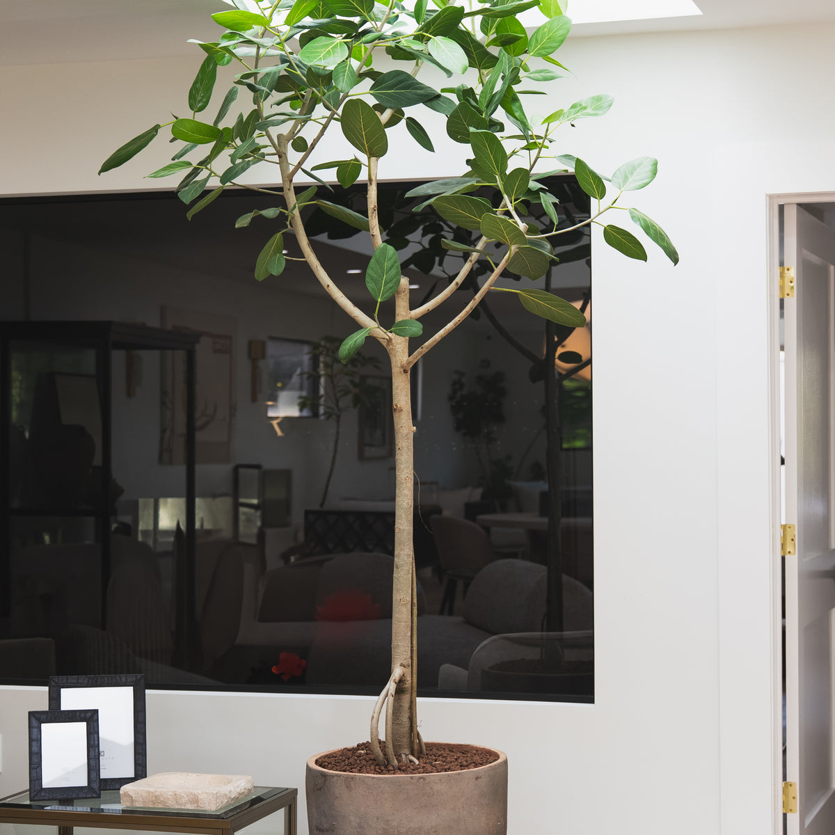 ficus audrey height Ficus Audrey + Aged Vietnamese Planter