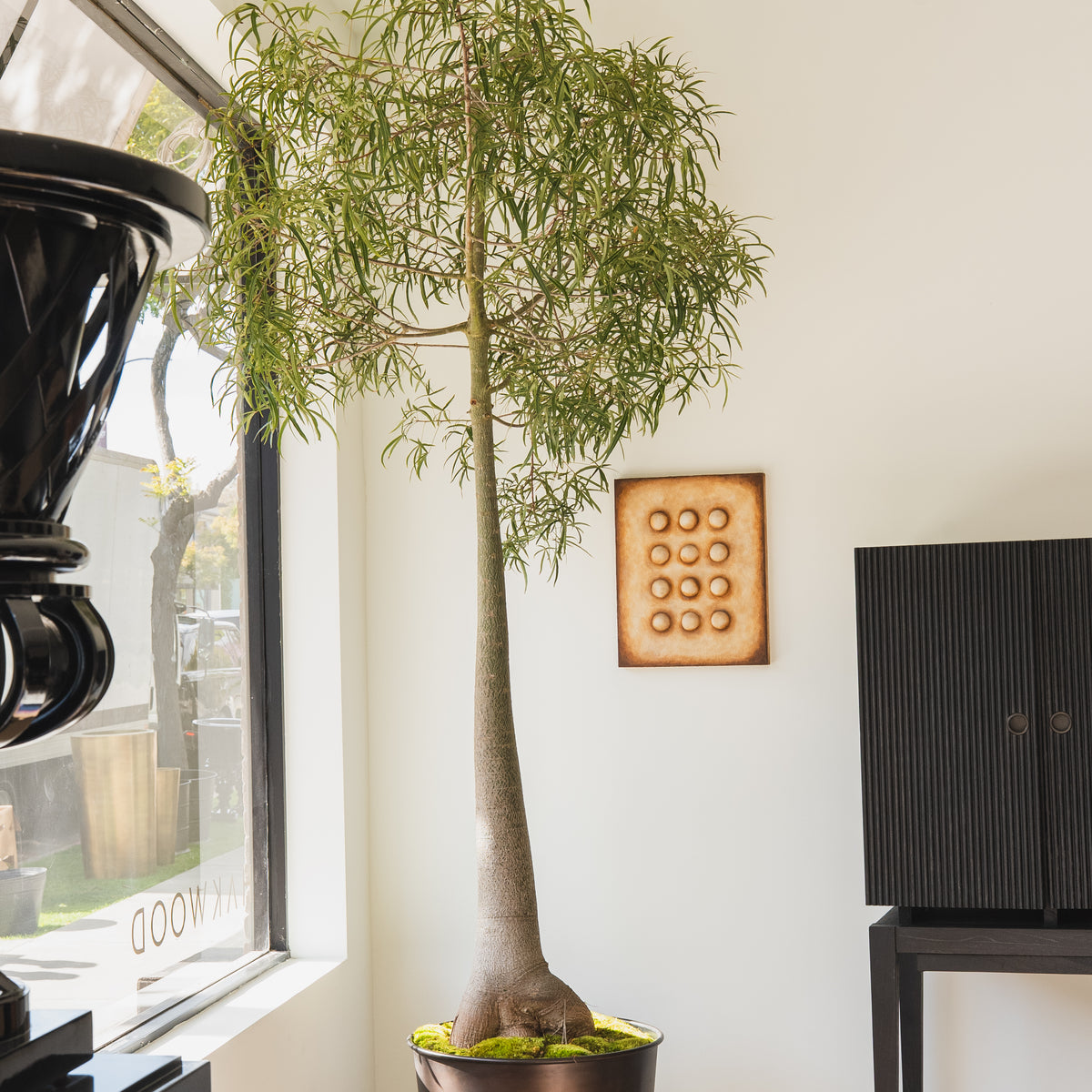 australian bottle tree bonsai Queensland Bottle Tree Specimen + Planter Hortus