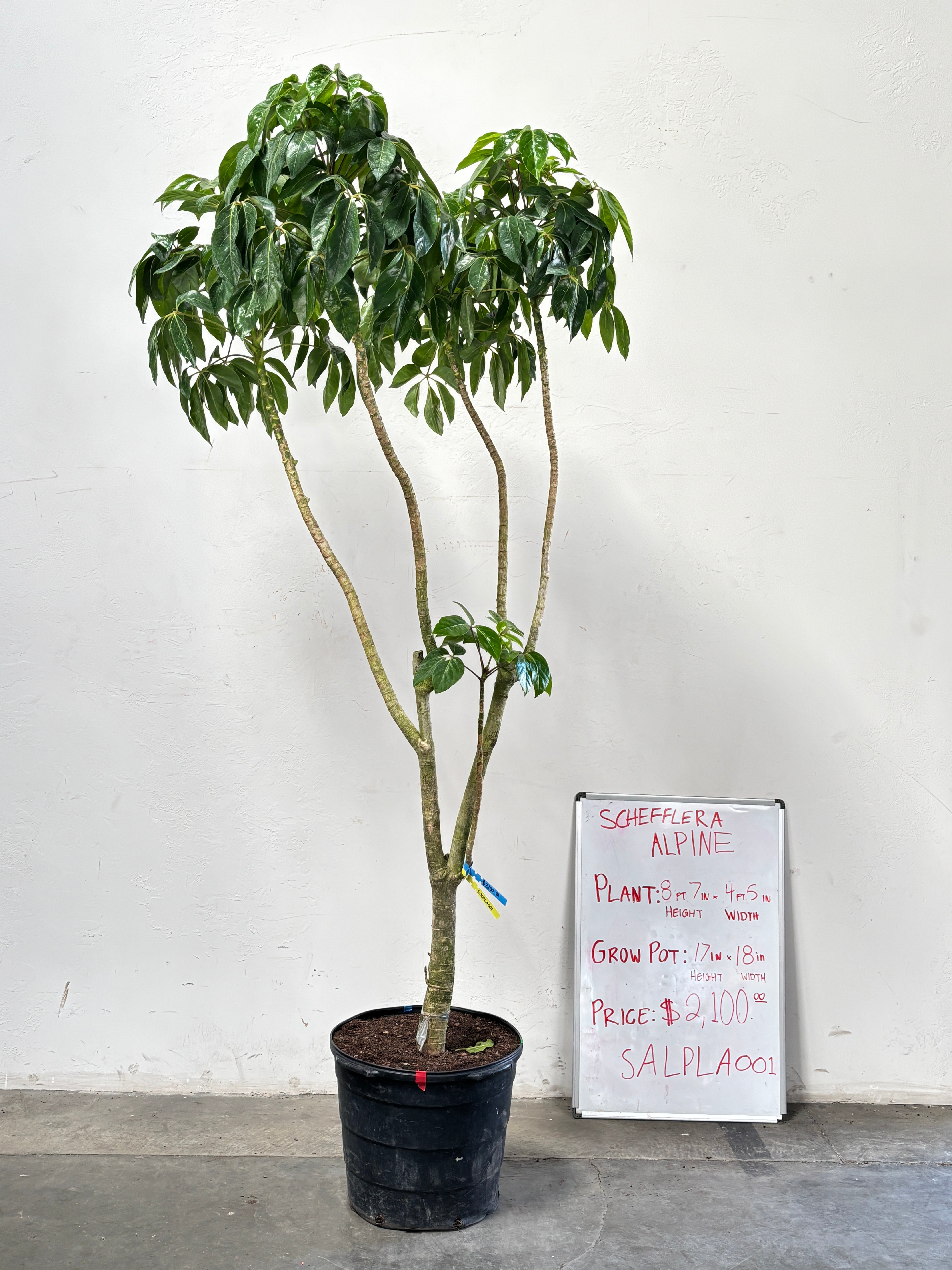 Schefflera Alpina SALPLA001