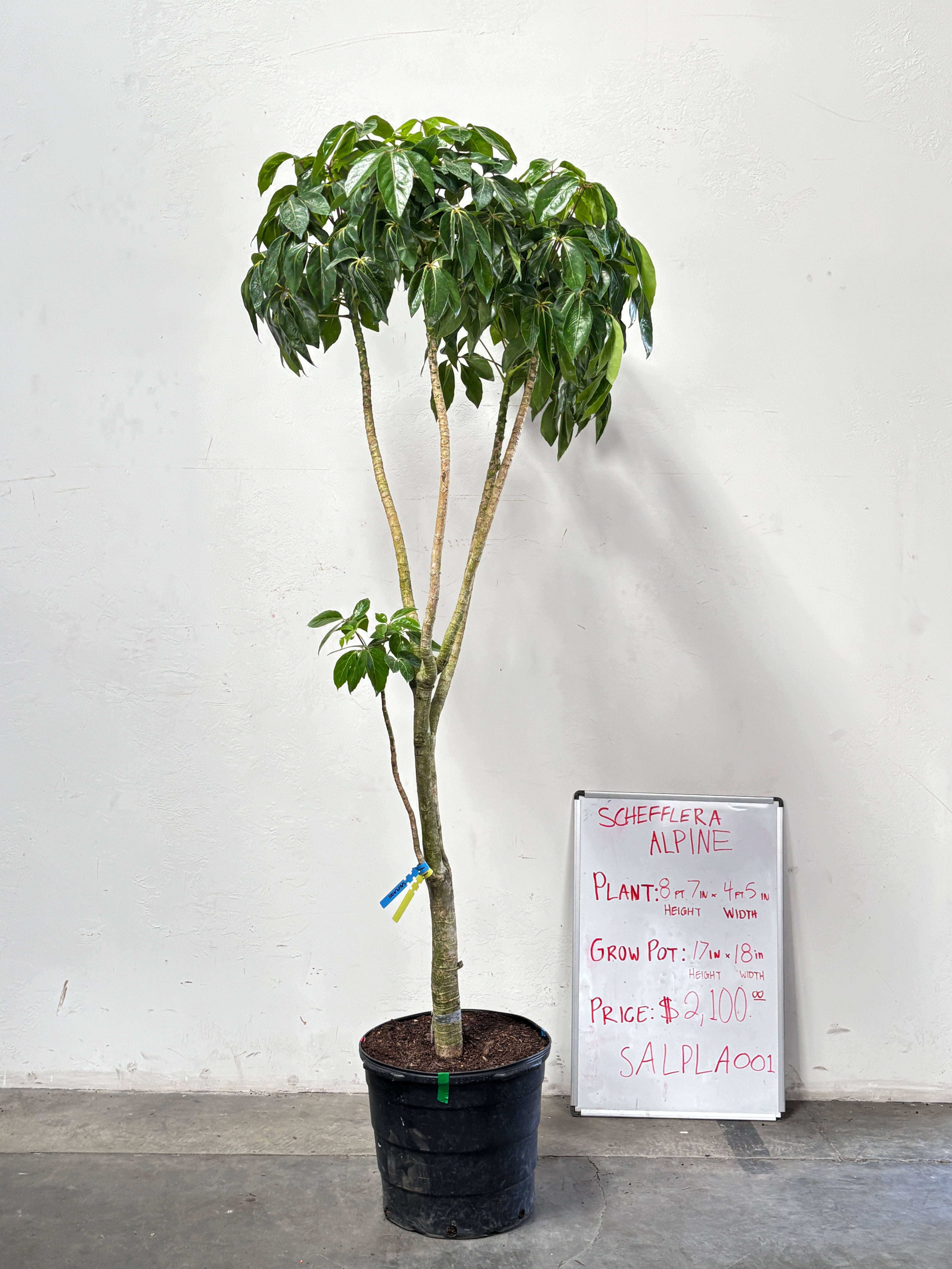 Schefflera Alpina SALPLA001