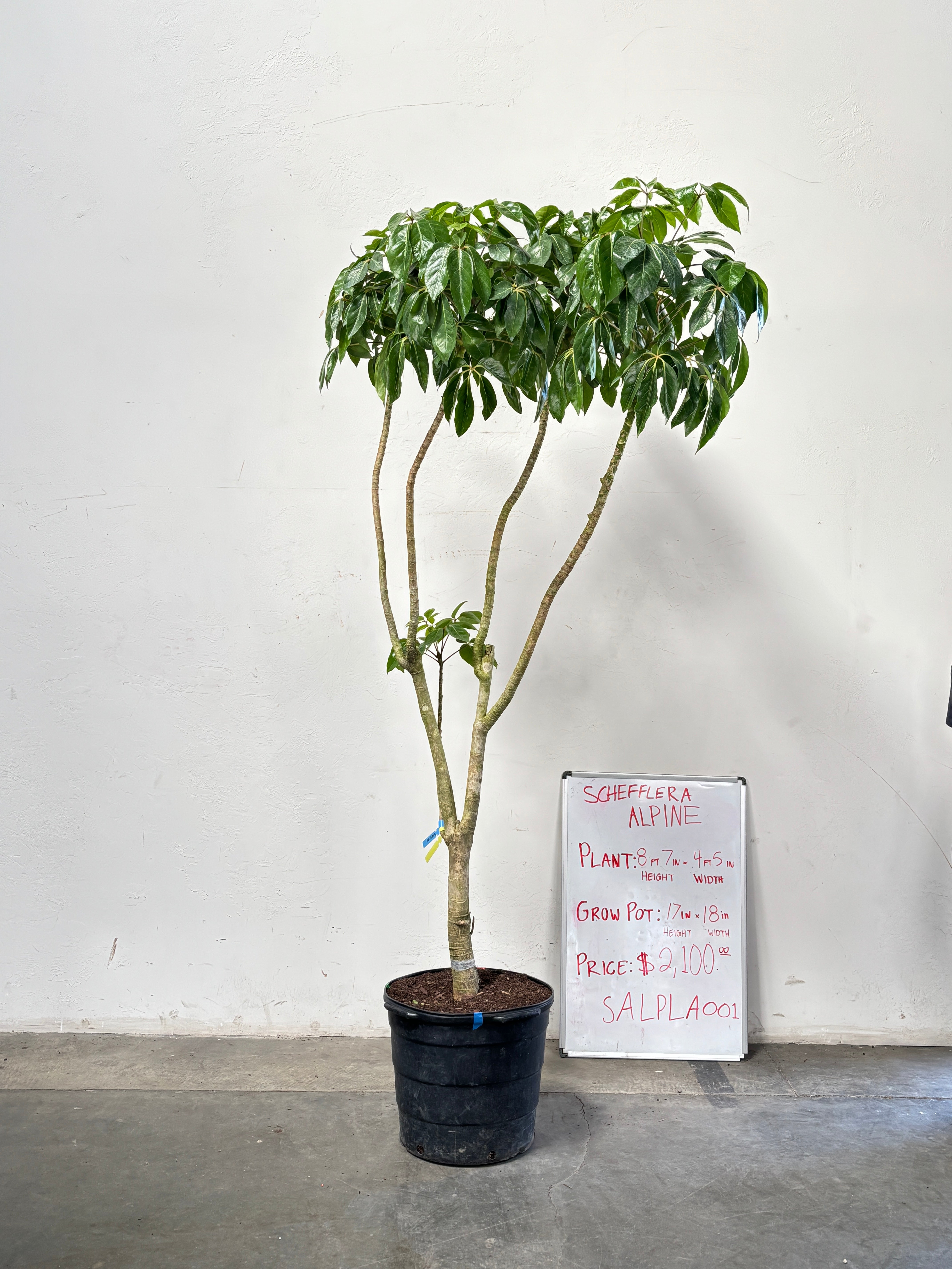 Schefflera Alpina SALPLA002